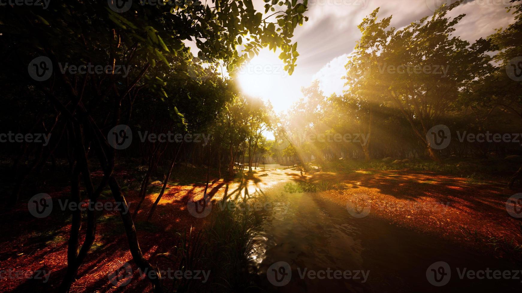 pond in a forest with fog photo