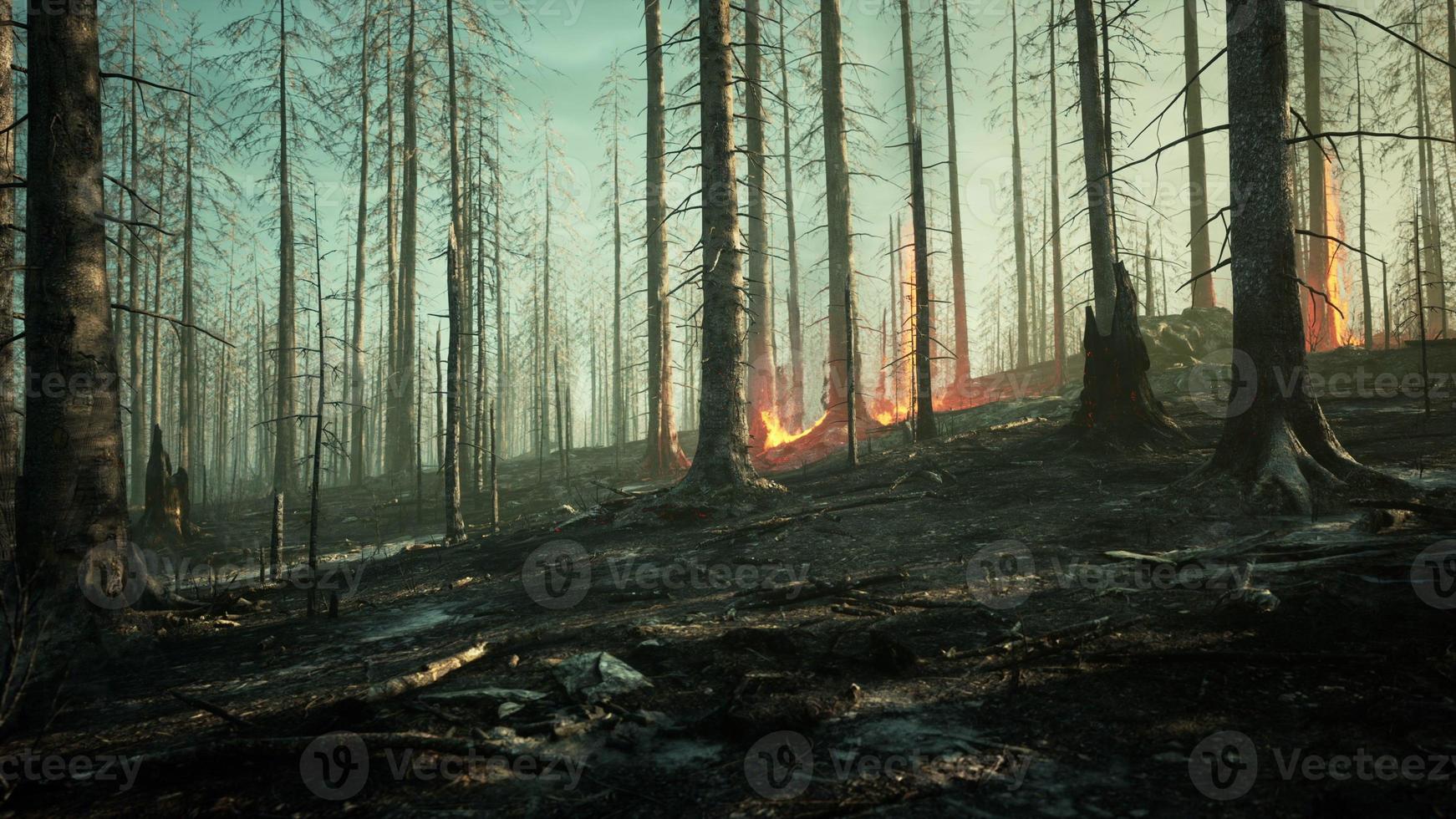 Rain forest fire disaster is burning caused by humans photo