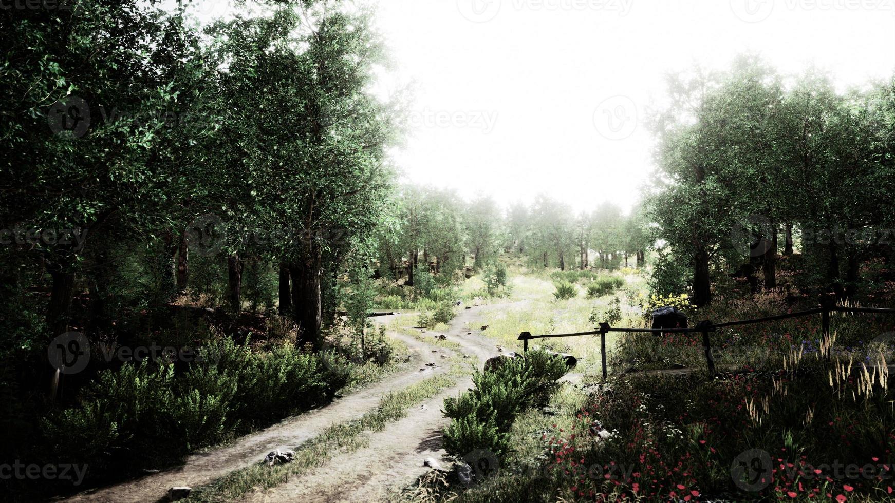 Country road in a deciduous forest on a foggy morning photo