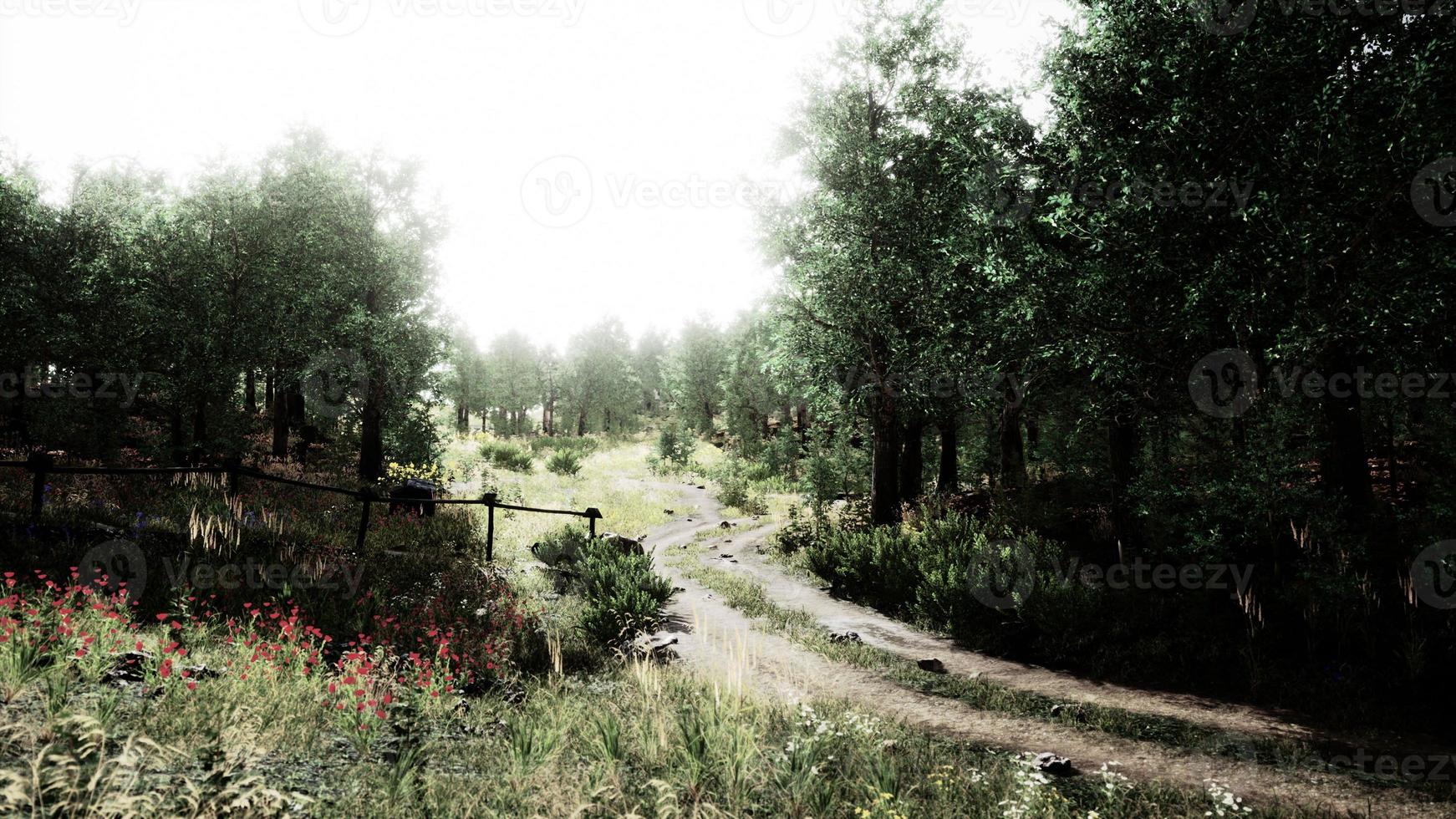 Country road in a deciduous forest on a foggy morning photo