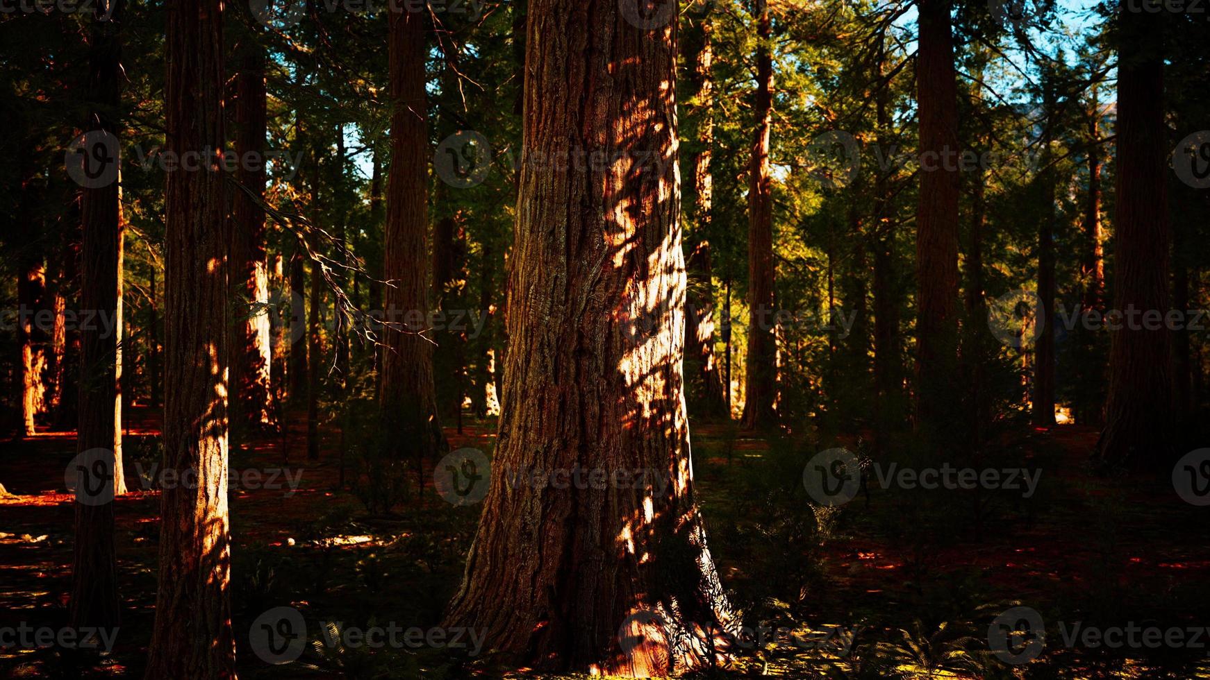 Scale of the giant sequoias of Sequoia National Park photo
