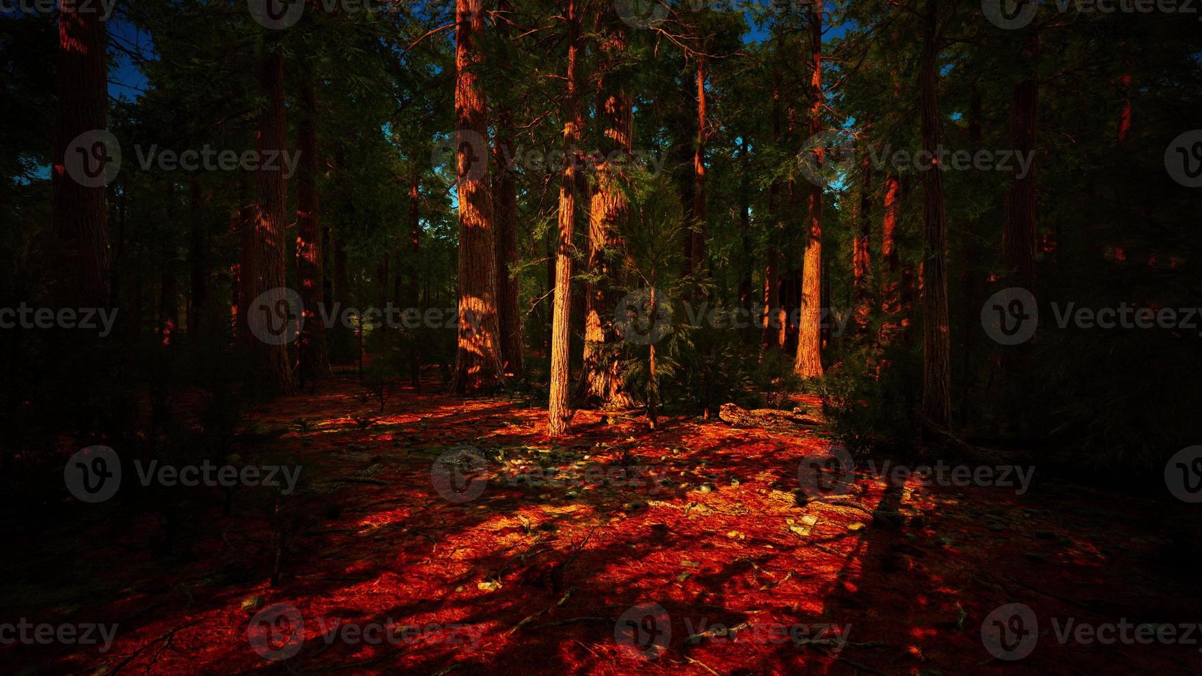 Giant Sequoias Trees or Sierran redwood growing in the forest photo