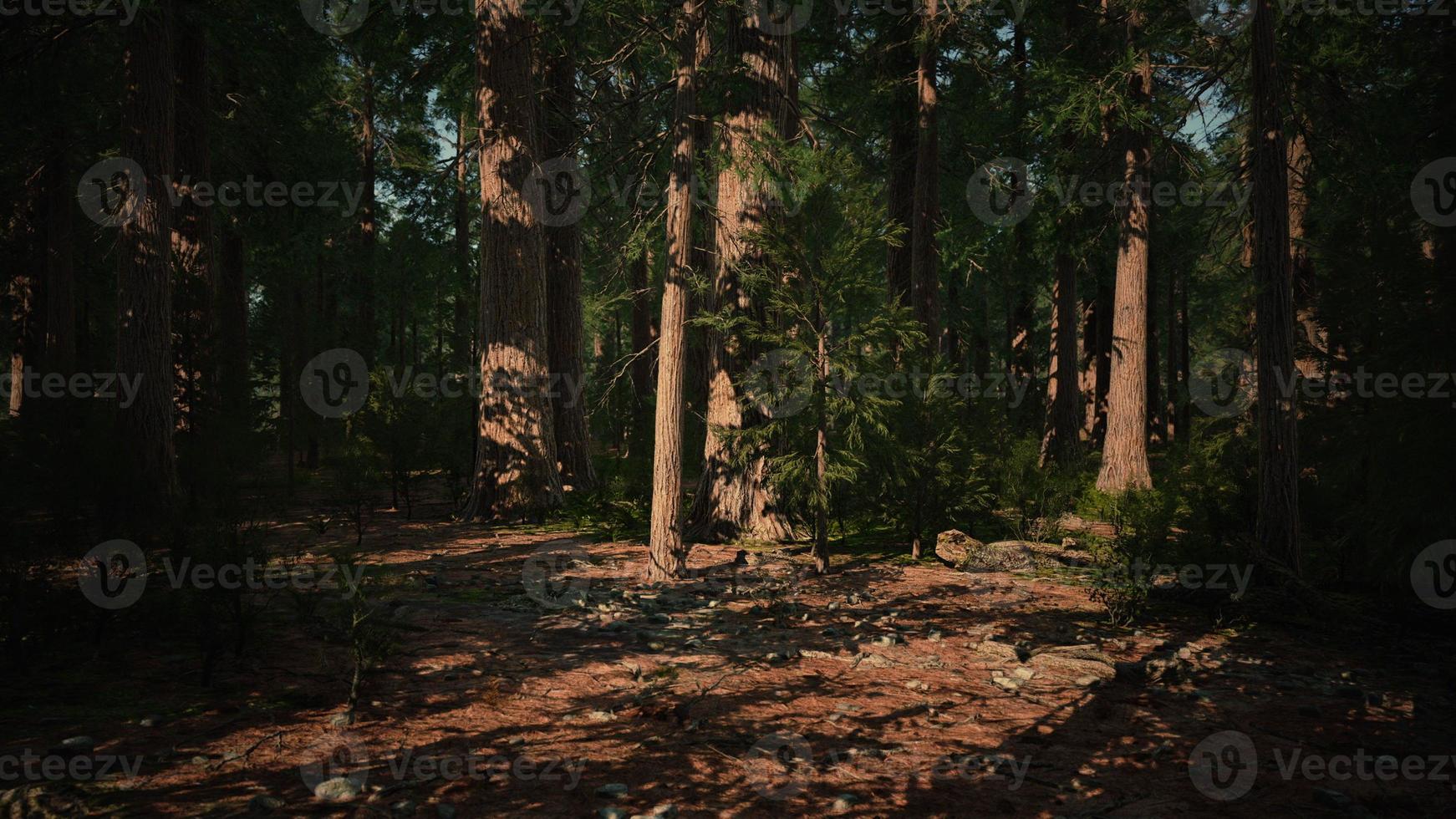 Sequoia Tree in Yosemite National Park photo