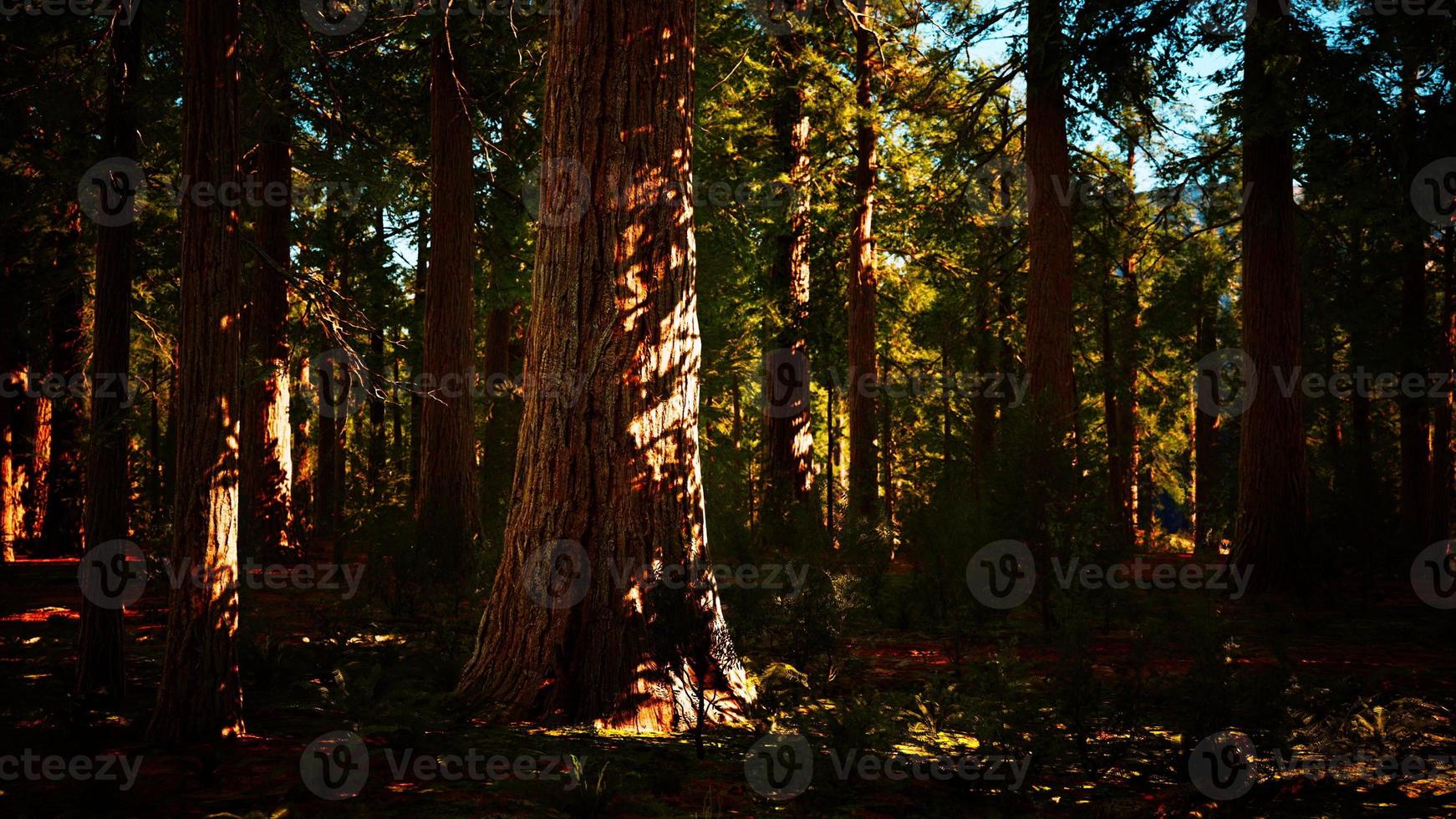 Giant sequoia trees towering above the ground in Sequoia National Park photo