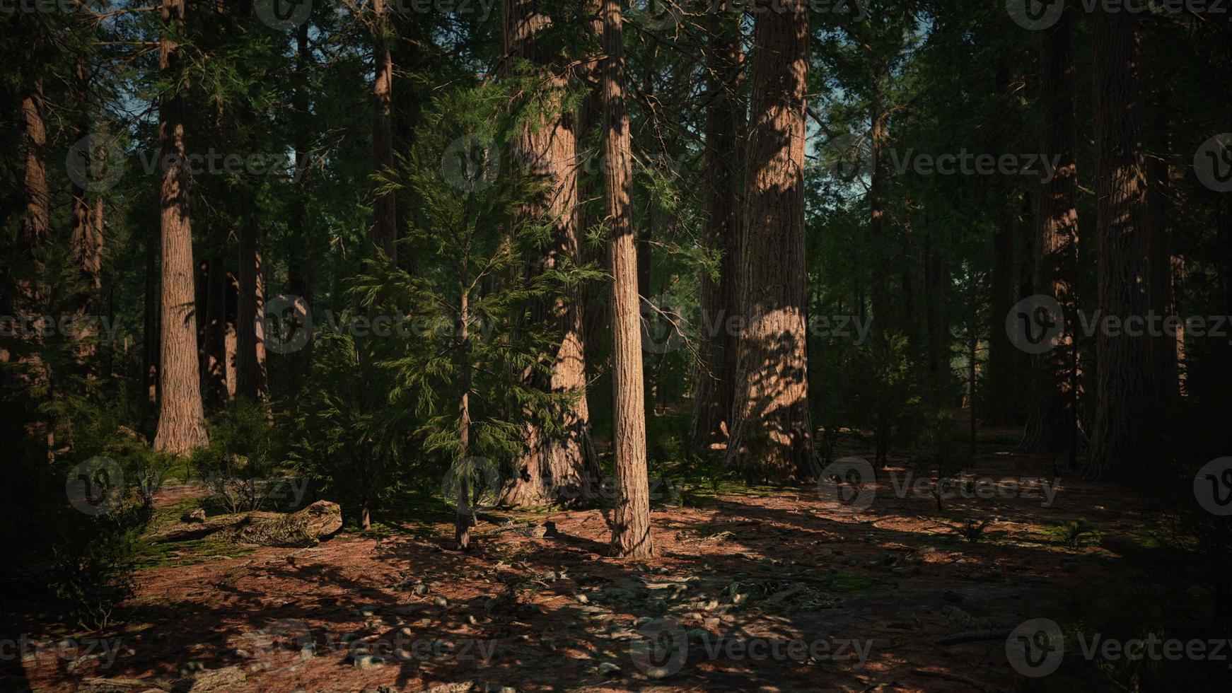 Scale of the giant sequoias of Sequoia National Park photo