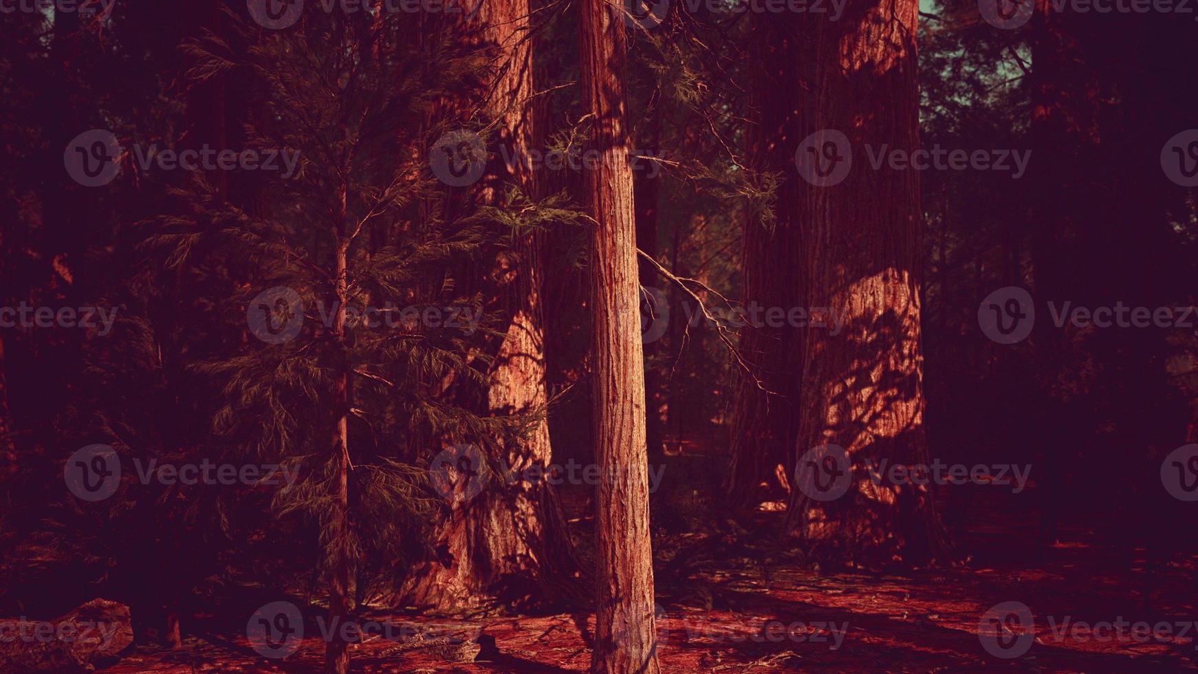 Scale of the giant sequoias of Sequoia National Park photo