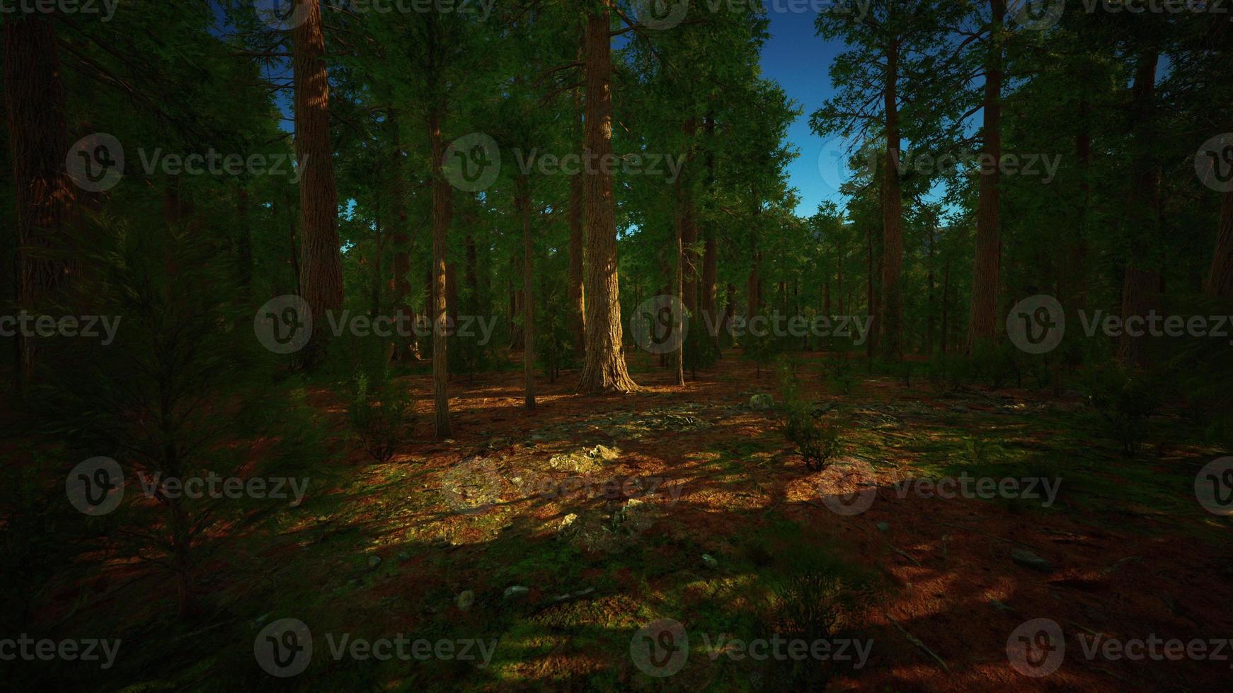 Giant sequoia trees towering above the ground in Sequoia National Park photo
