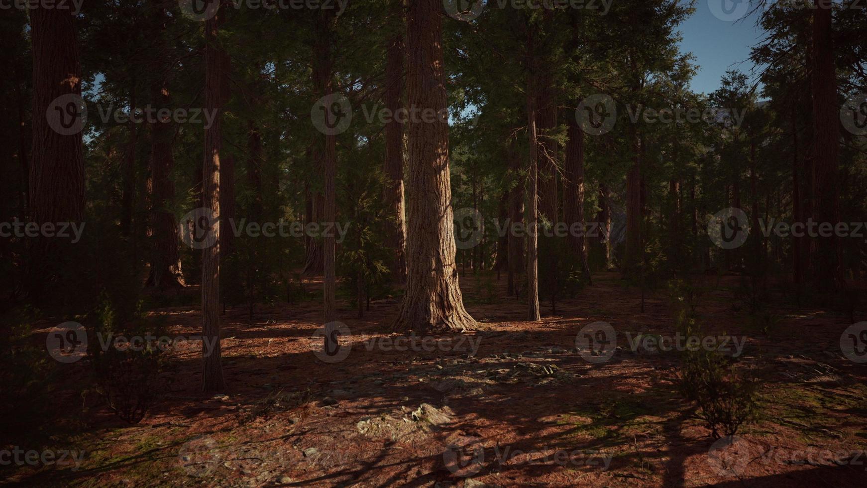 Giant sequoia trees towering above the ground in Sequoia National Park photo
