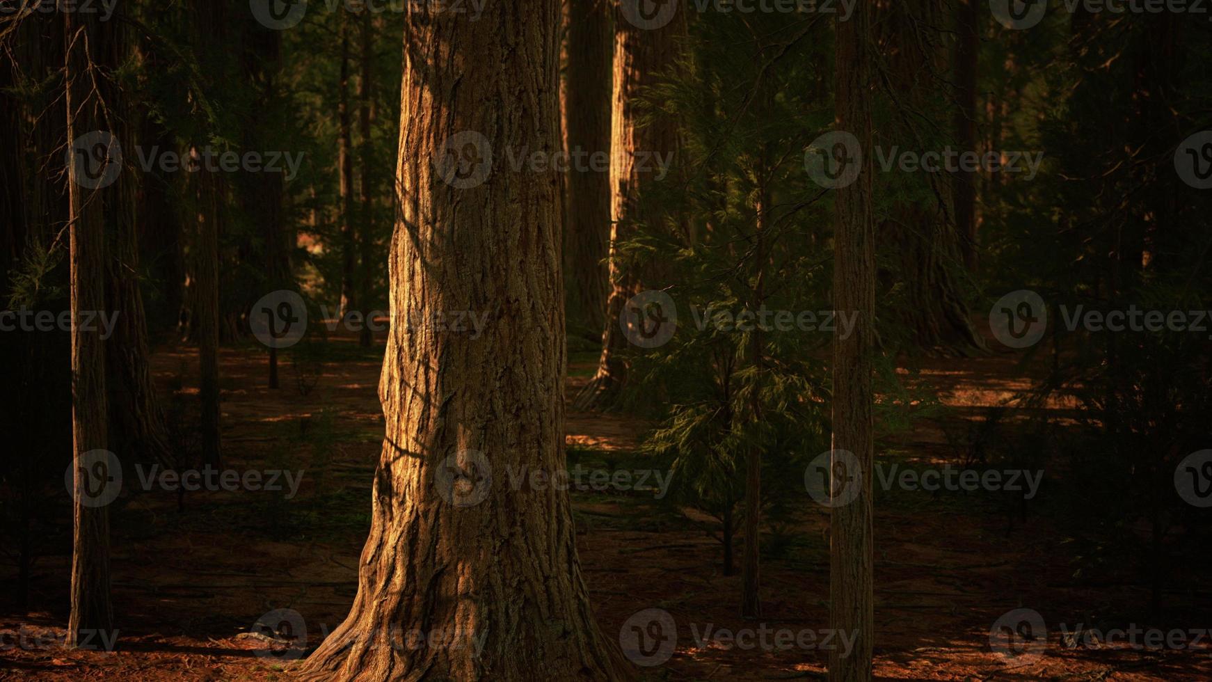 Giant Sequoias Trees or Sierran redwood growing in the forest photo
