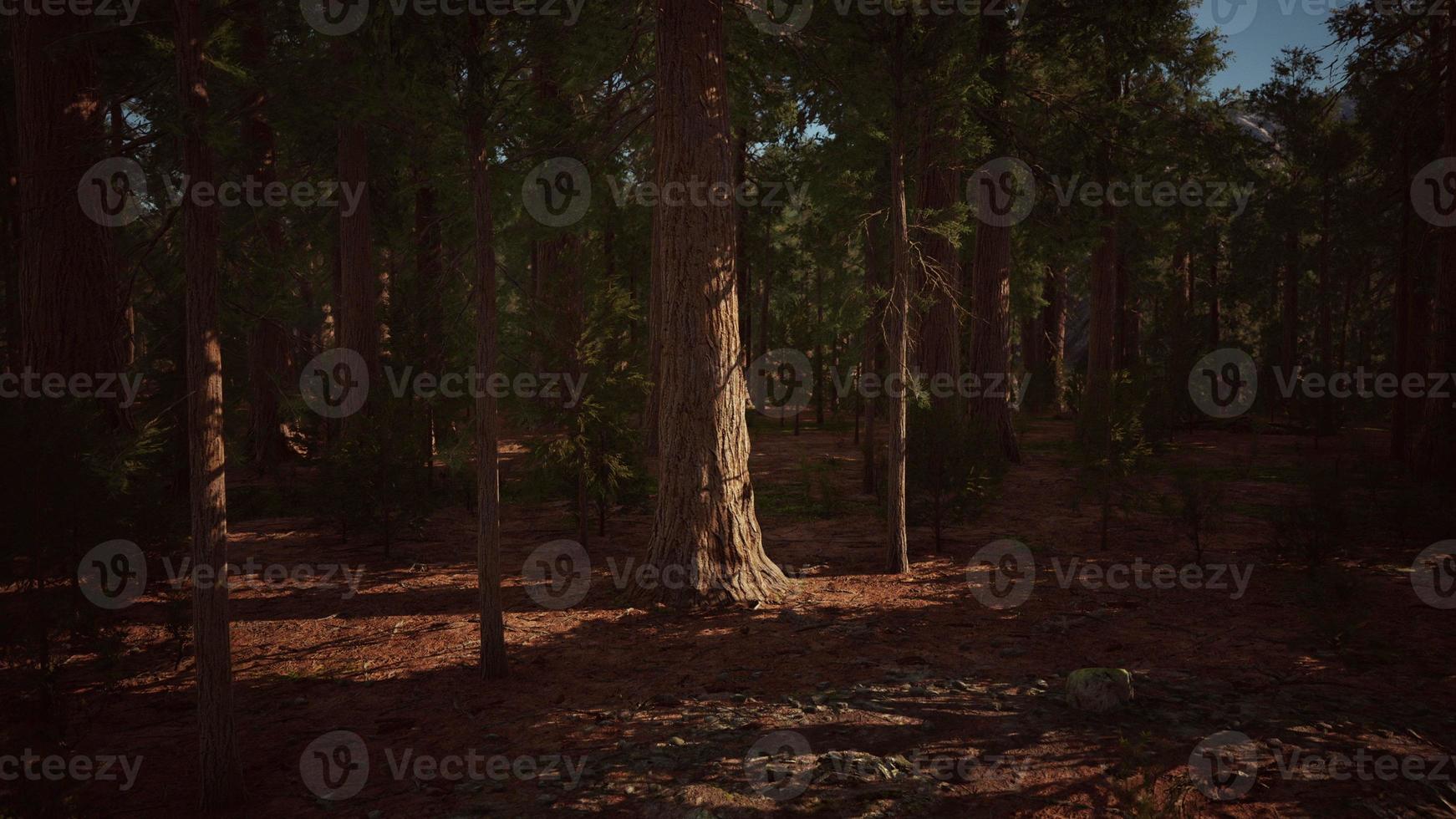 Scale of the giant sequoias of Sequoia National Park photo