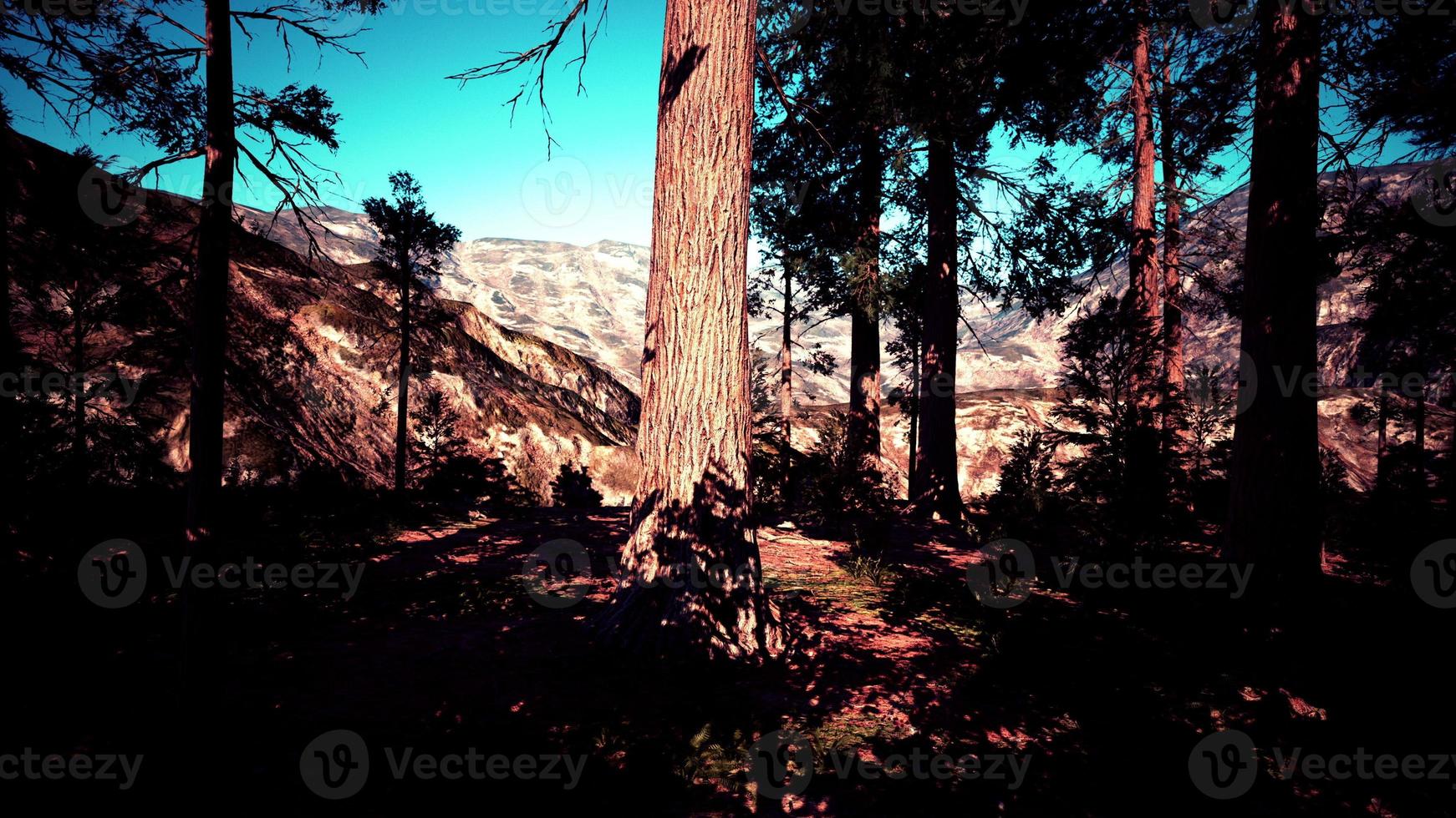 Scale of the giant sequoias of Sequoia National Park photo