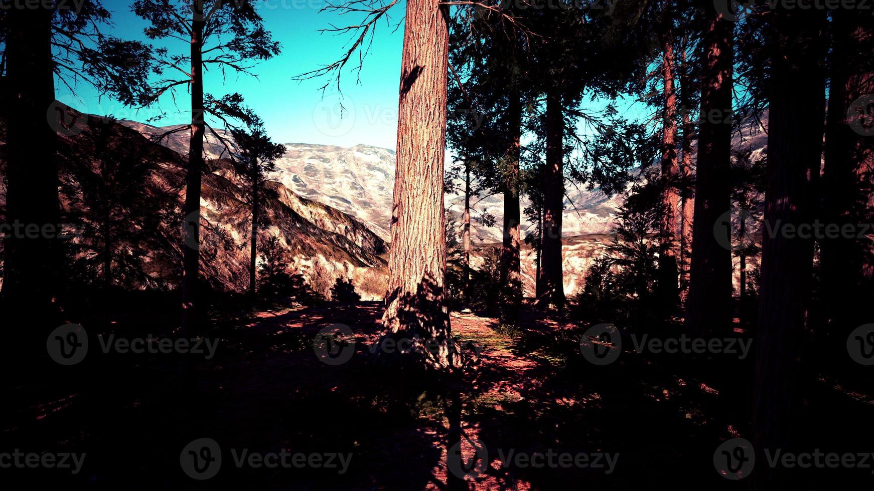 Giant sequoia trees towering above the ground in Sequoia National Park photo