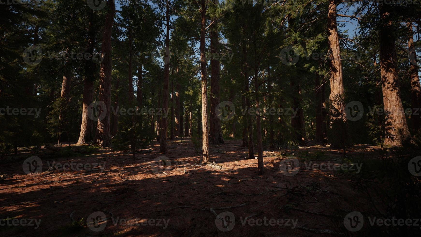 Giant sequoia trees towering above the ground in Sequoia National Park photo