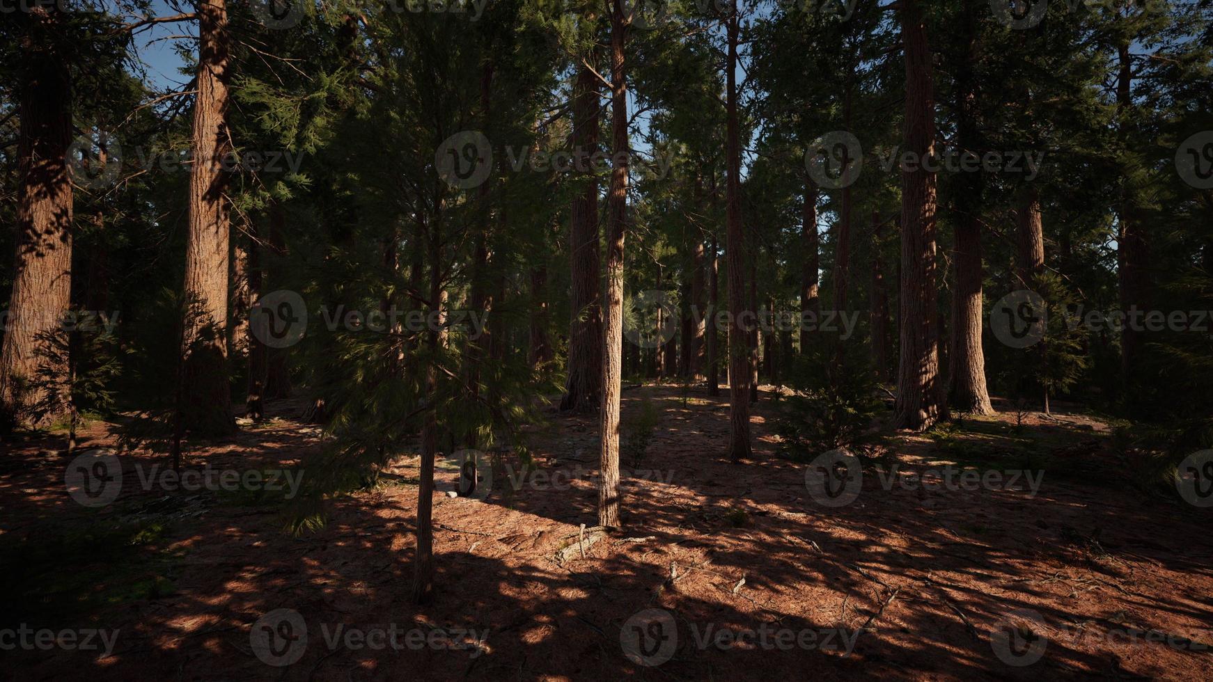 Giant Sequoias Trees or Sierran redwood growing in the forest photo