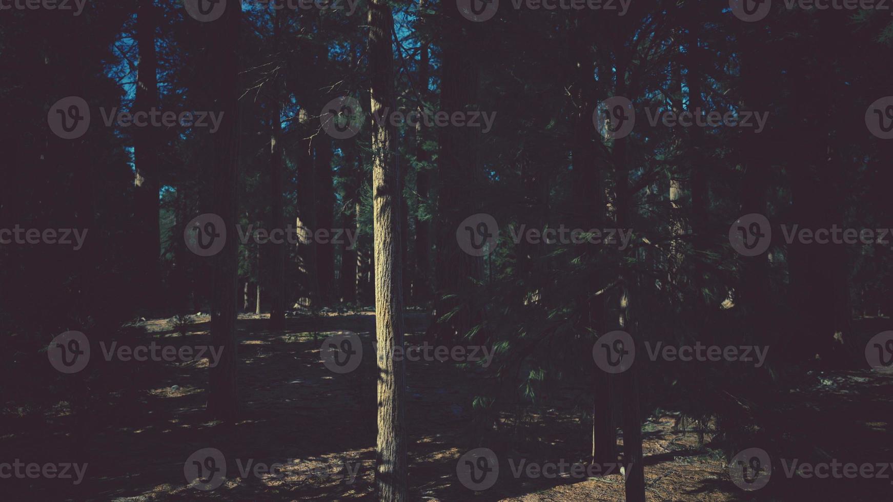 Scale of the giant sequoias of Sequoia National Park photo