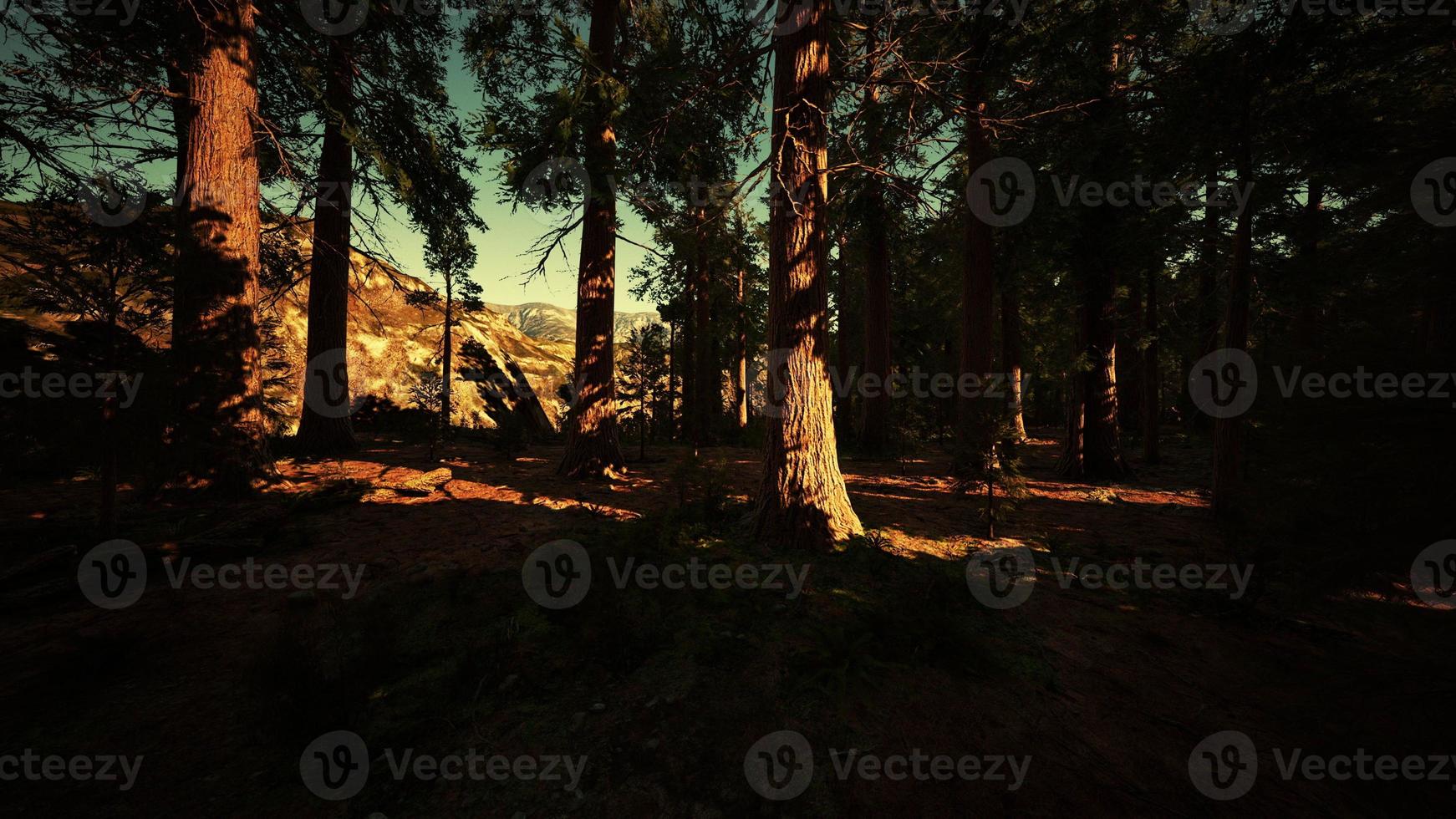 Giant Sequoias Trees or Sierran redwood growing in the forest photo
