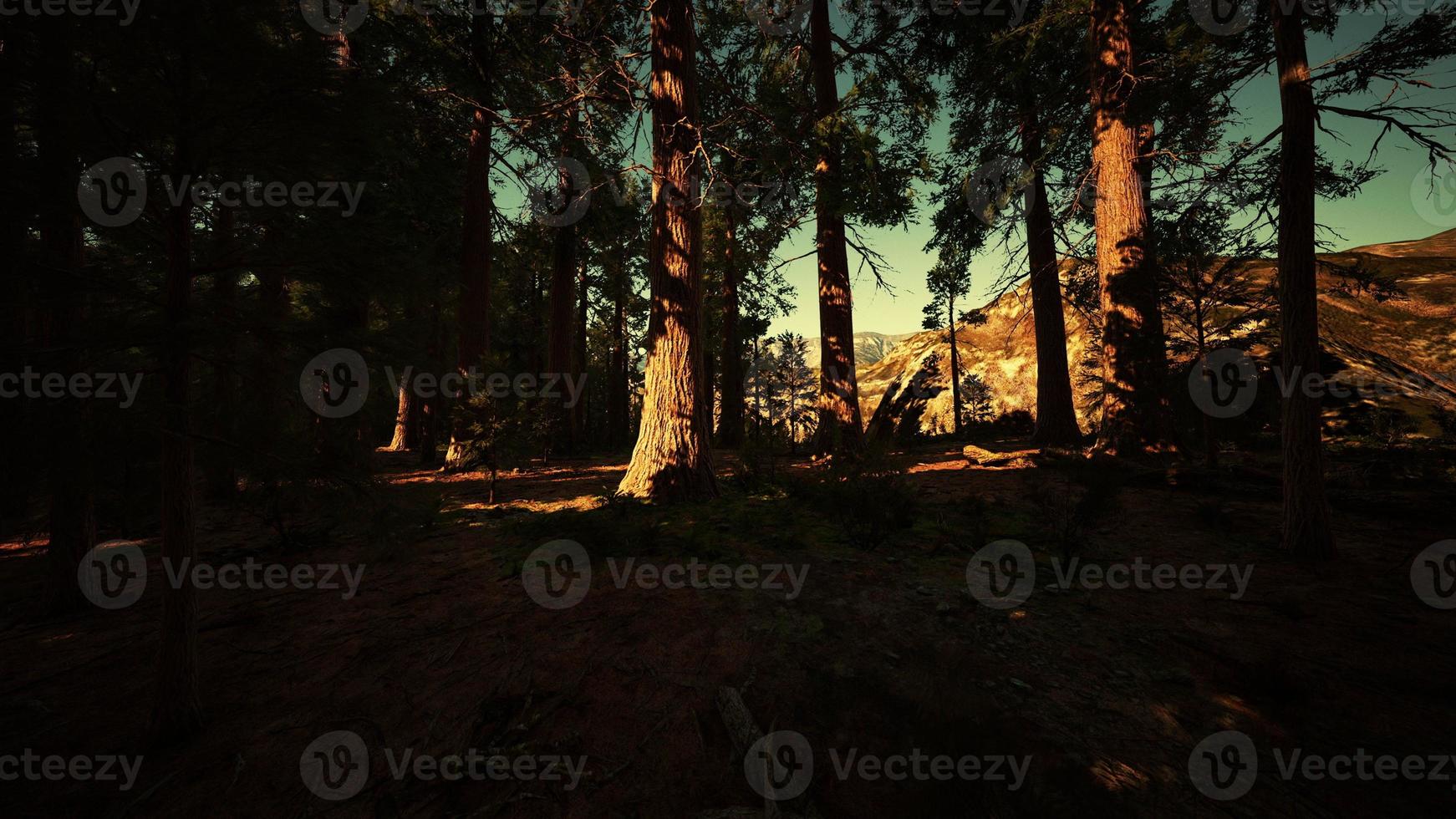 Giant sequoia trees towering above the ground in Sequoia National Park photo