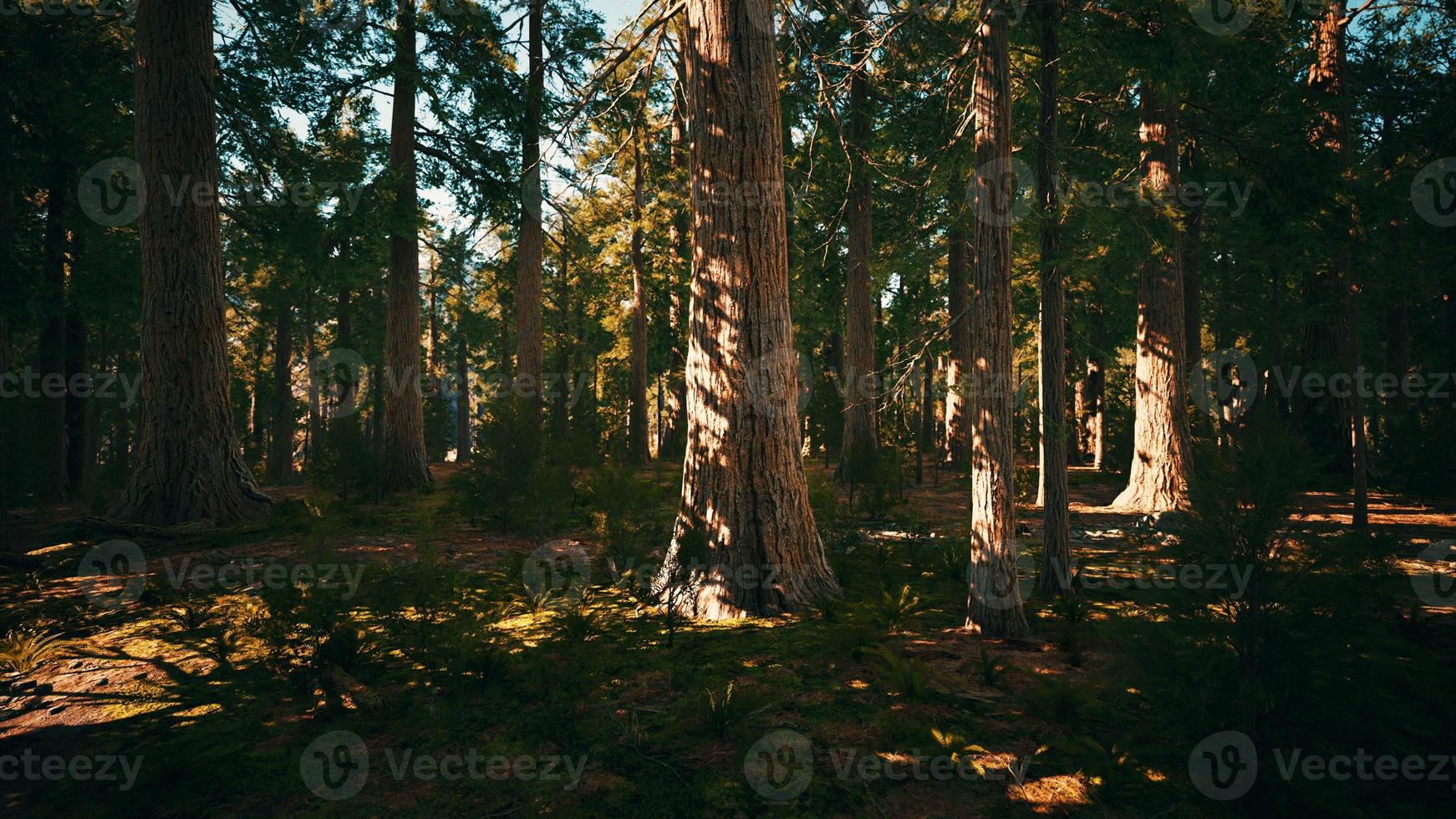 Giant Sequoias Trees or Sierran redwood growing in the forest photo