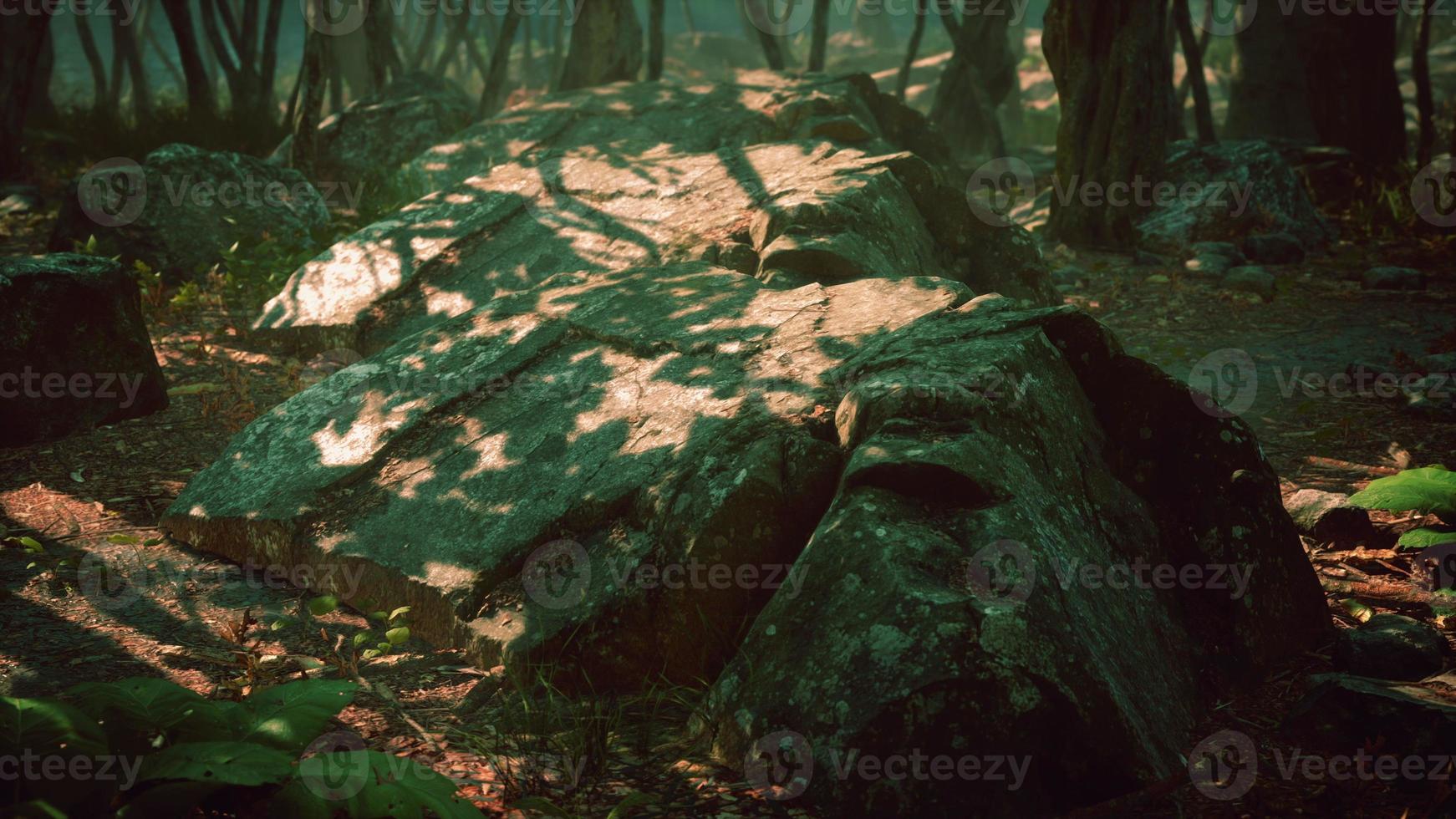 creepy mystic magic deep forest photo