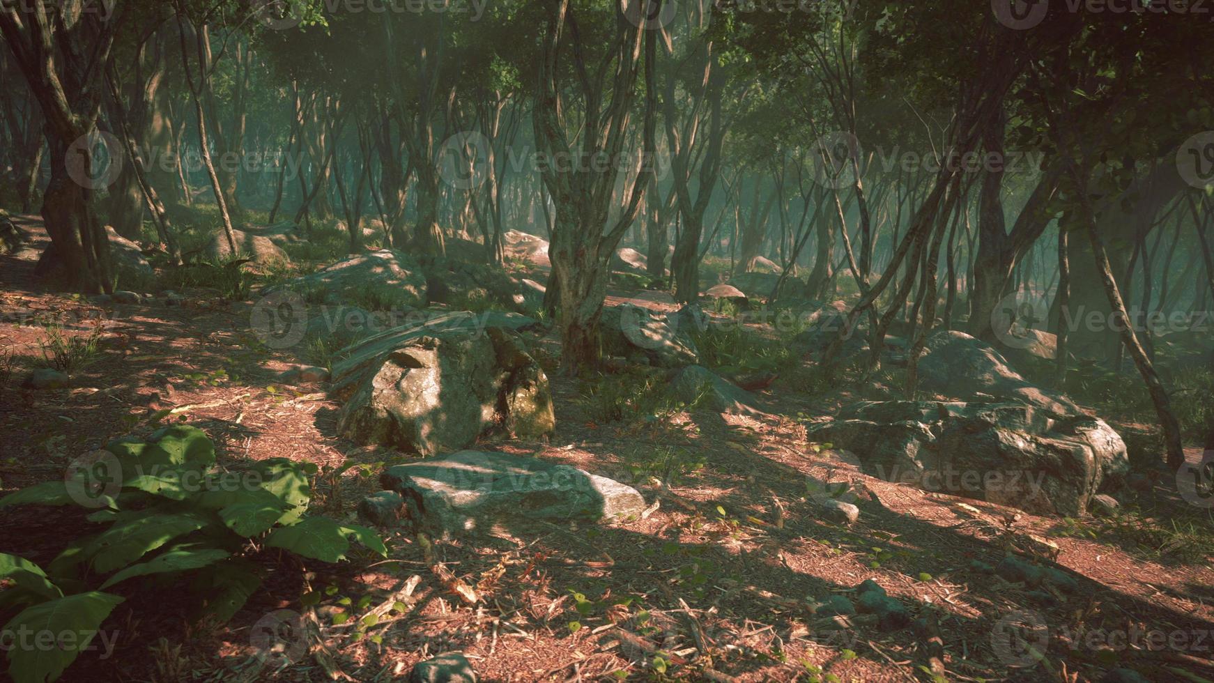 creepy mystic magic deep forest photo