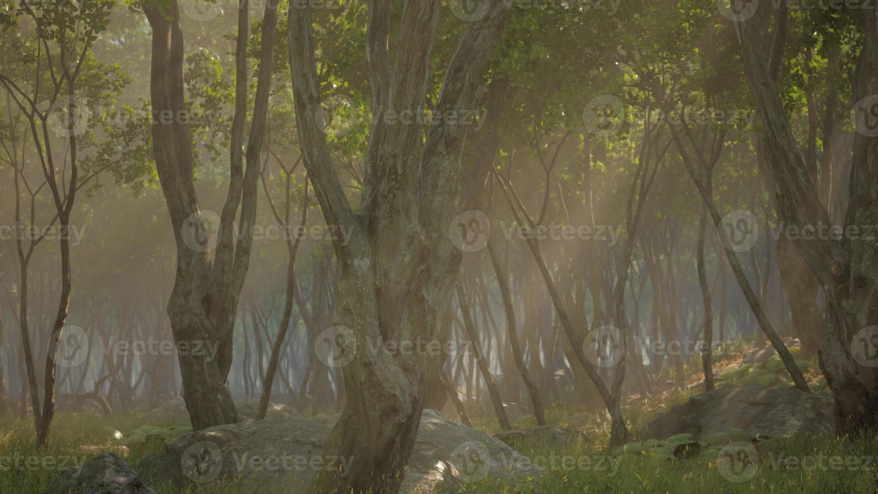 Deep tropical jungle in darkness photo