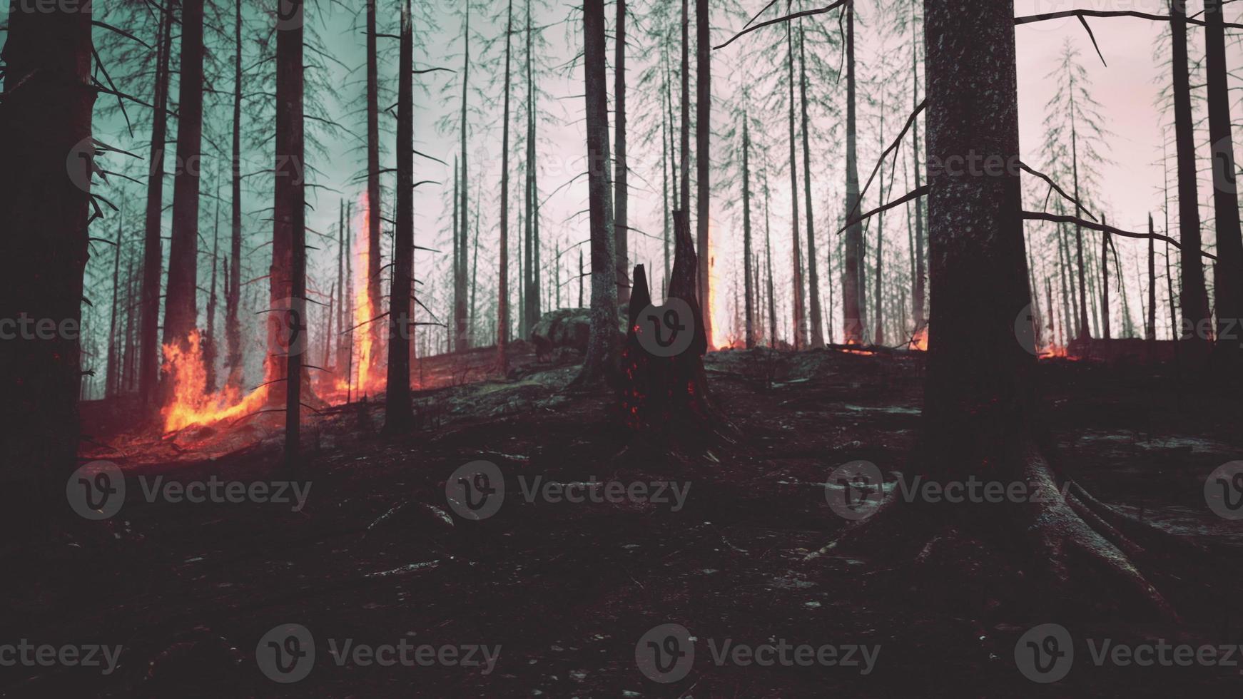 Rain forest fire disaster is burning caused by humans photo