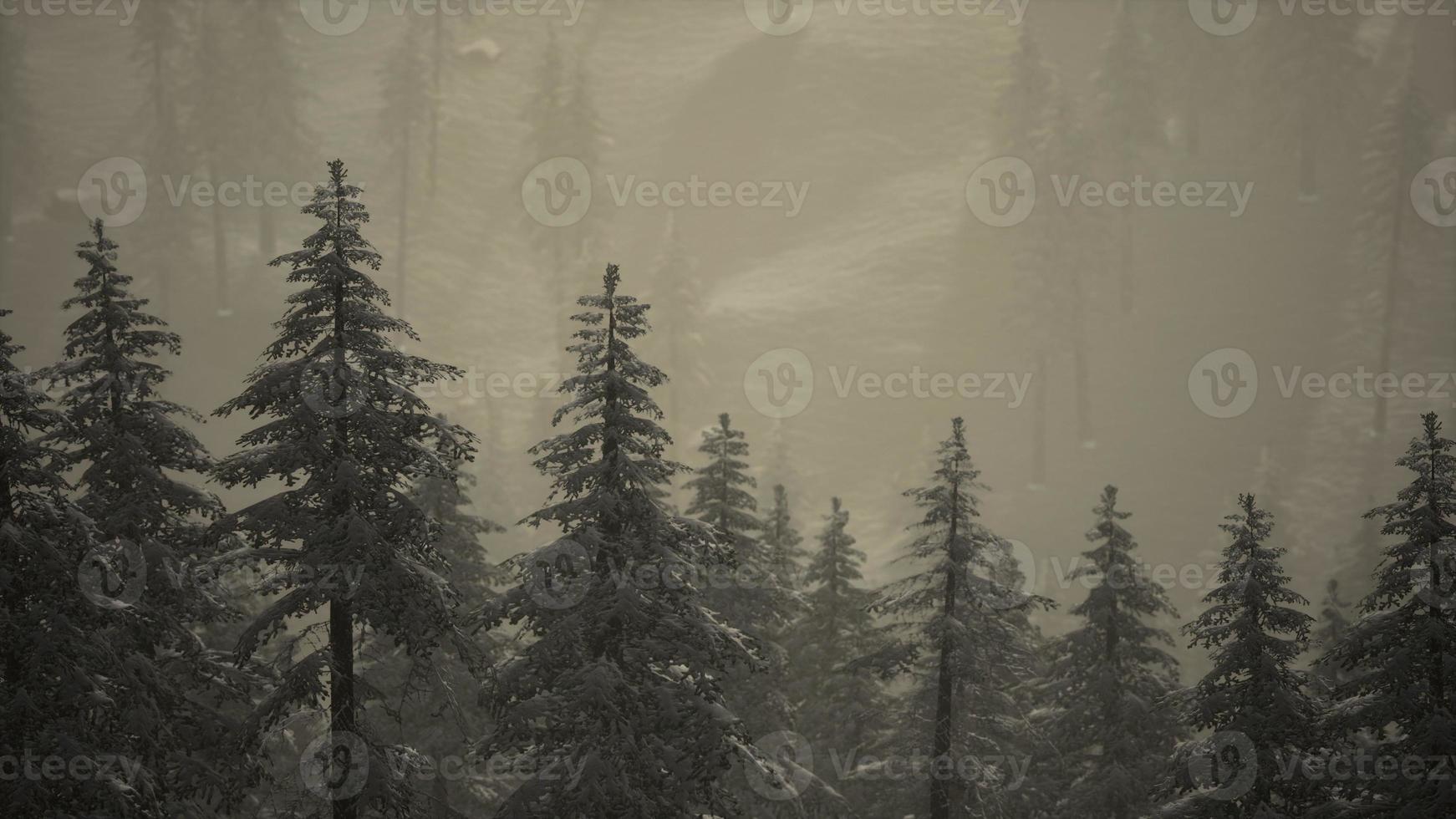 montañas carpatianas niebla y niebla en el bosque de pinos foto