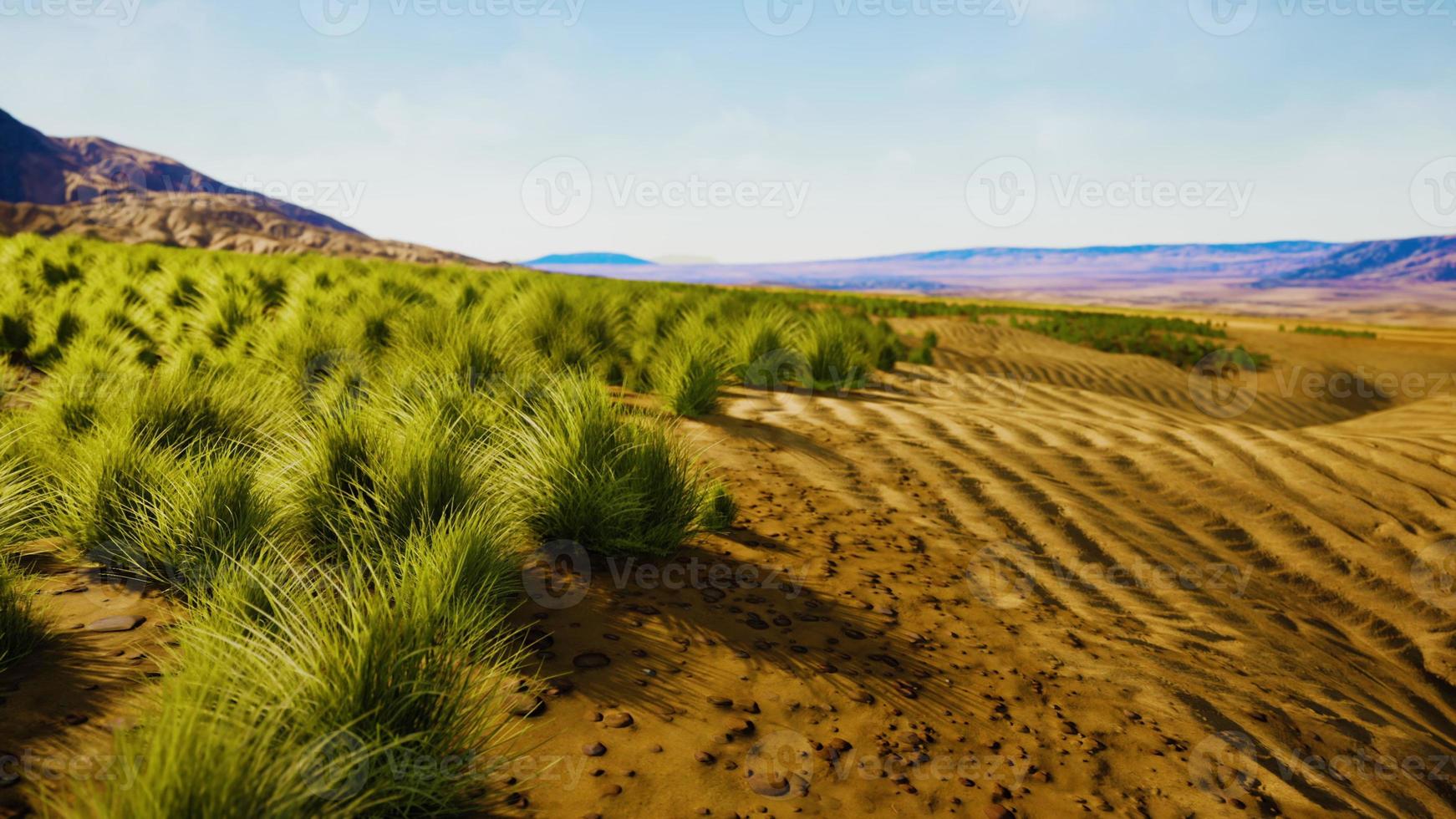 Flat desert with bush and grass photo