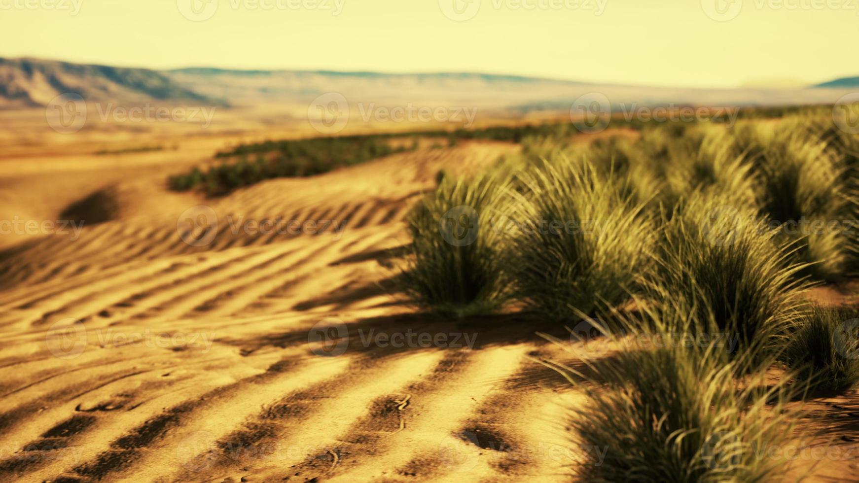 Beautiful yellow orange sand dune in desert in middle Asia photo
