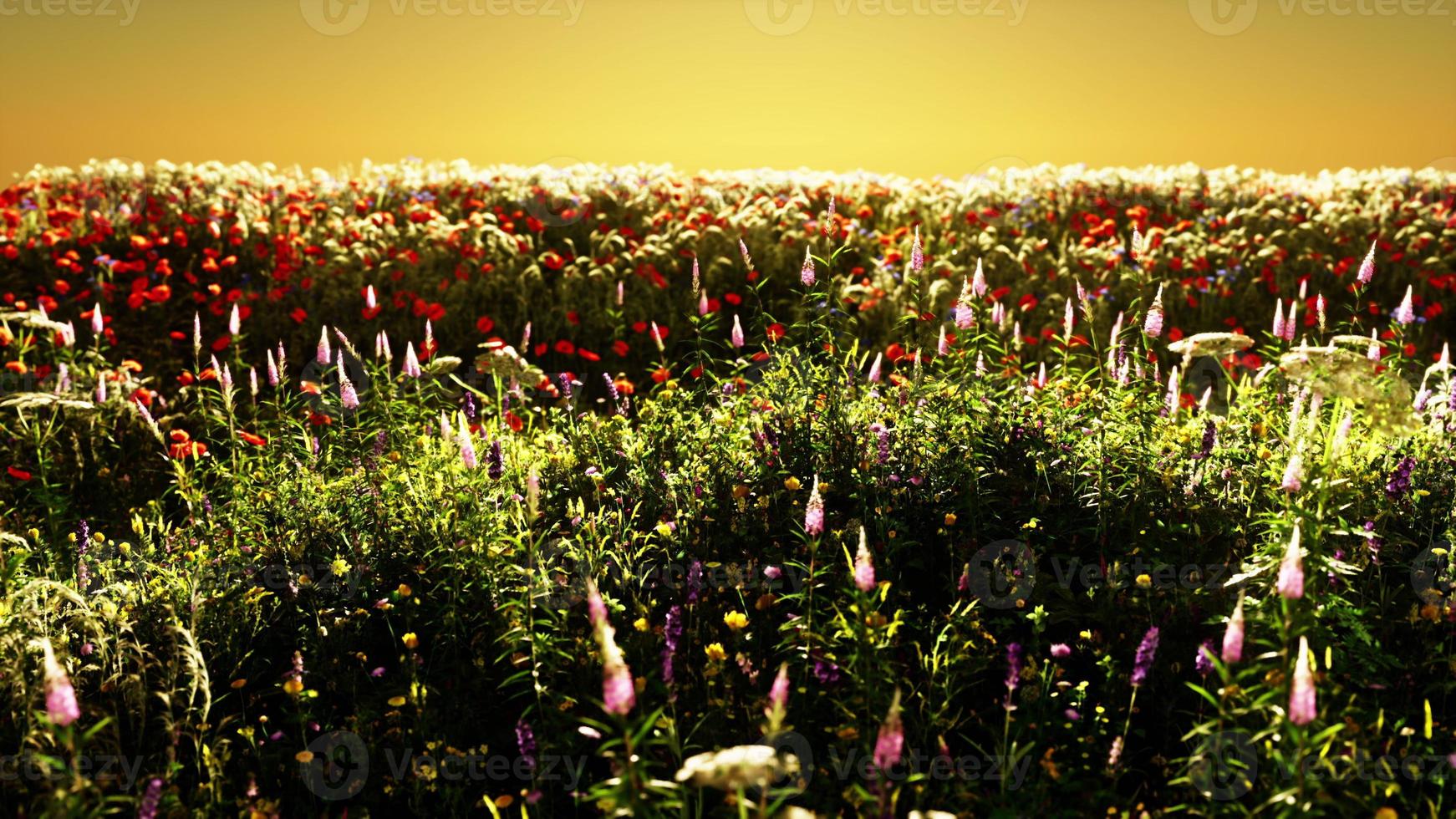 Field with flowers during summer sundown photo