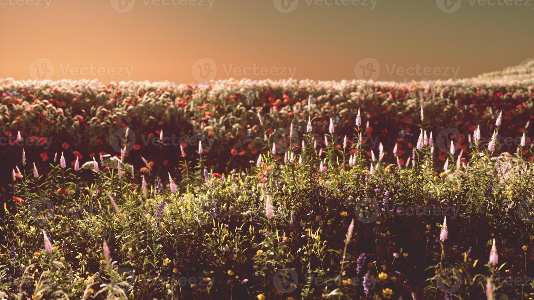 Field with flowers during summer sundown photo