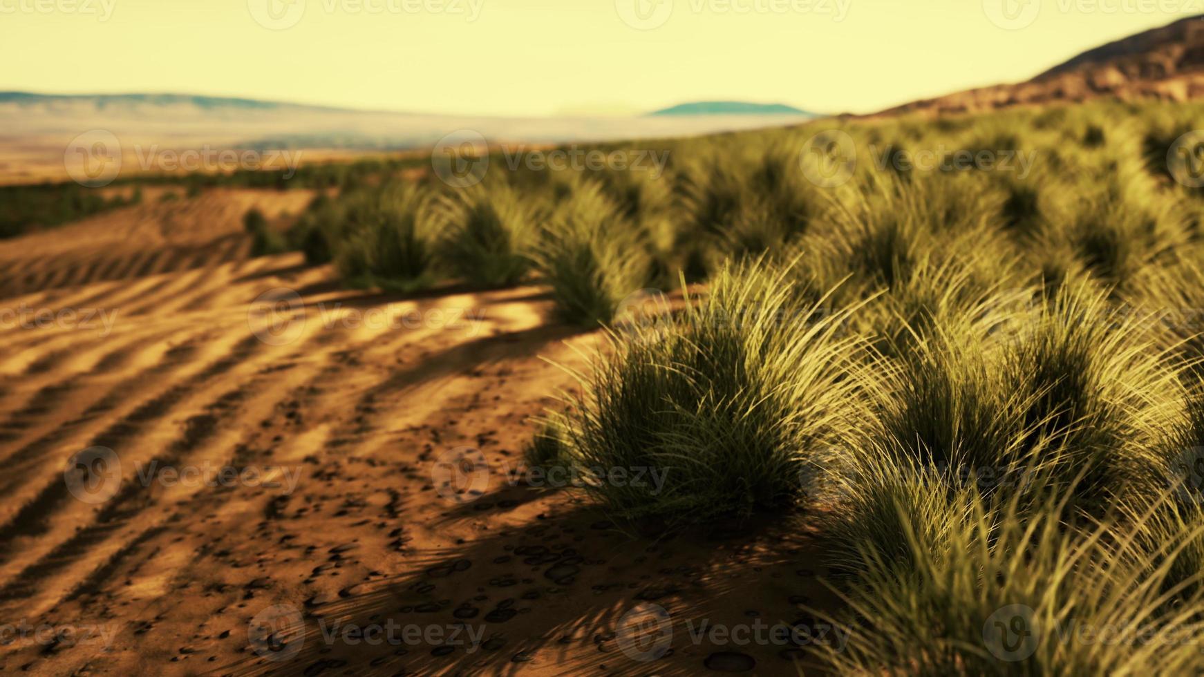 desert landscape in Crater National park photo