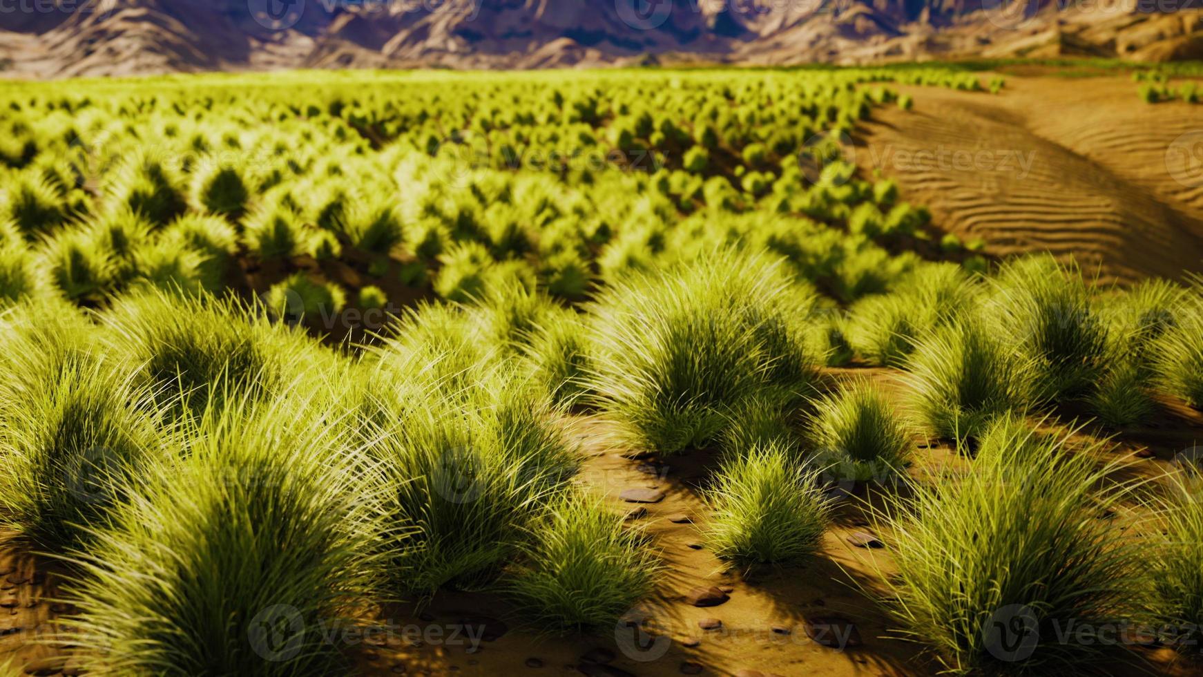 desert landscape in Crater National park photo