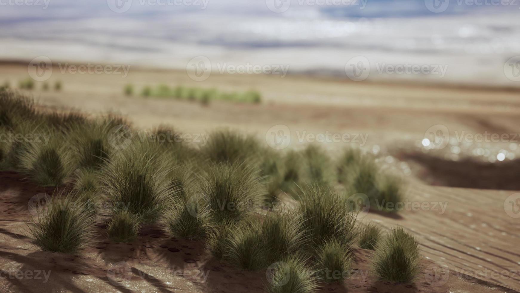 Flat desert with bush and grass photo