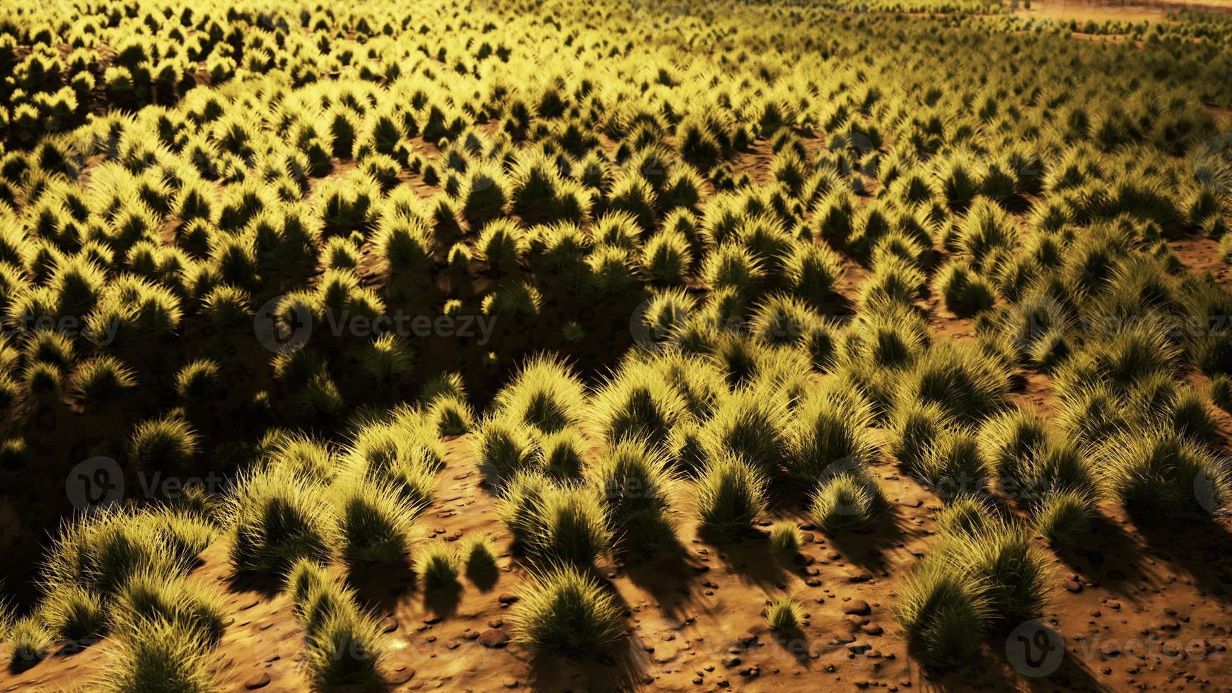 Stoney desert in outback Australia photo