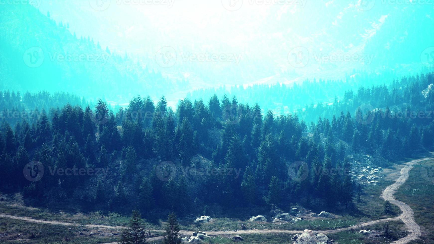Bird's eye view of road running through beautiful green pine woods photo