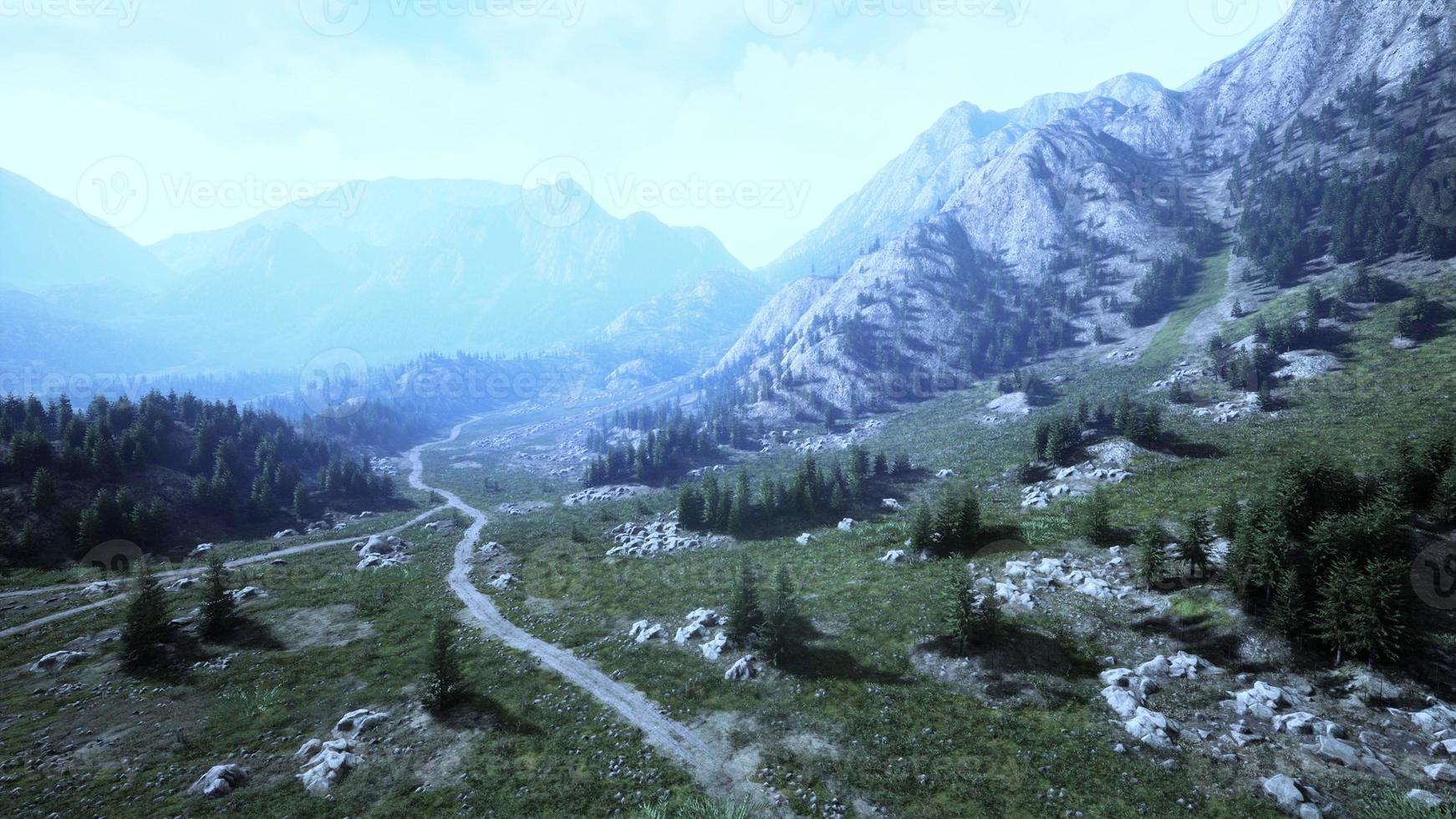 Bird's eye view of road running through beautiful green pine woods photo