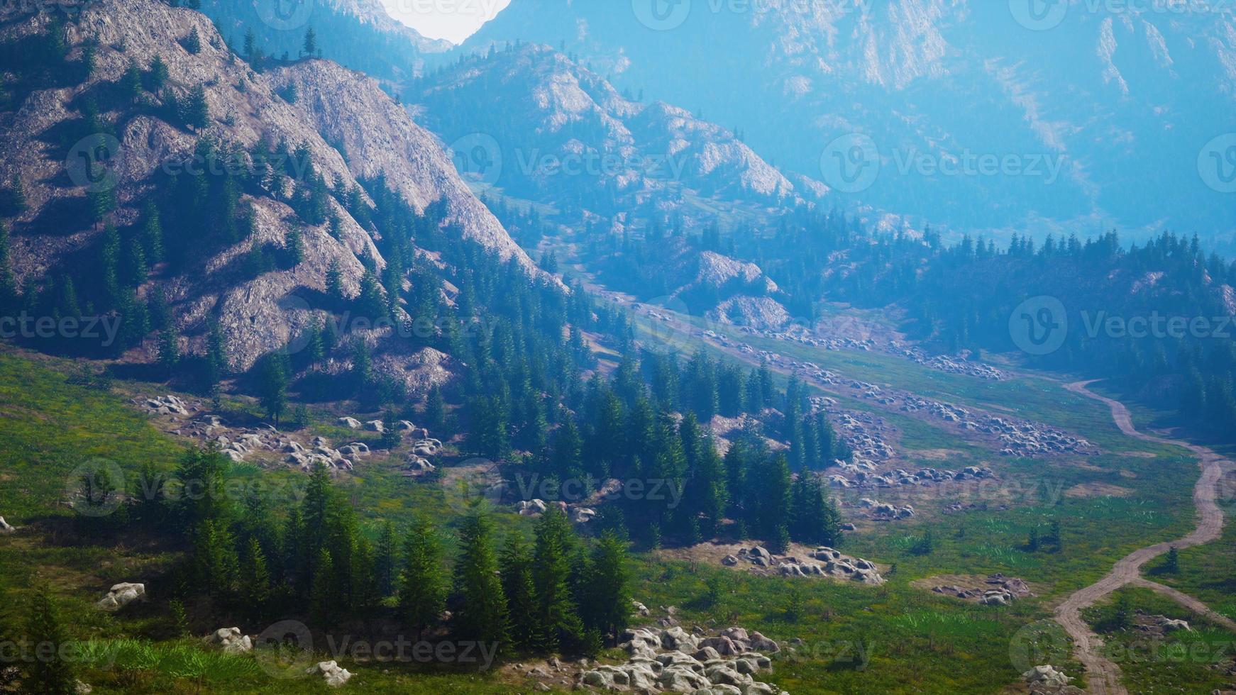 vista superior aérea de los árboles verdes de verano en el bosque en los alpes suizos foto