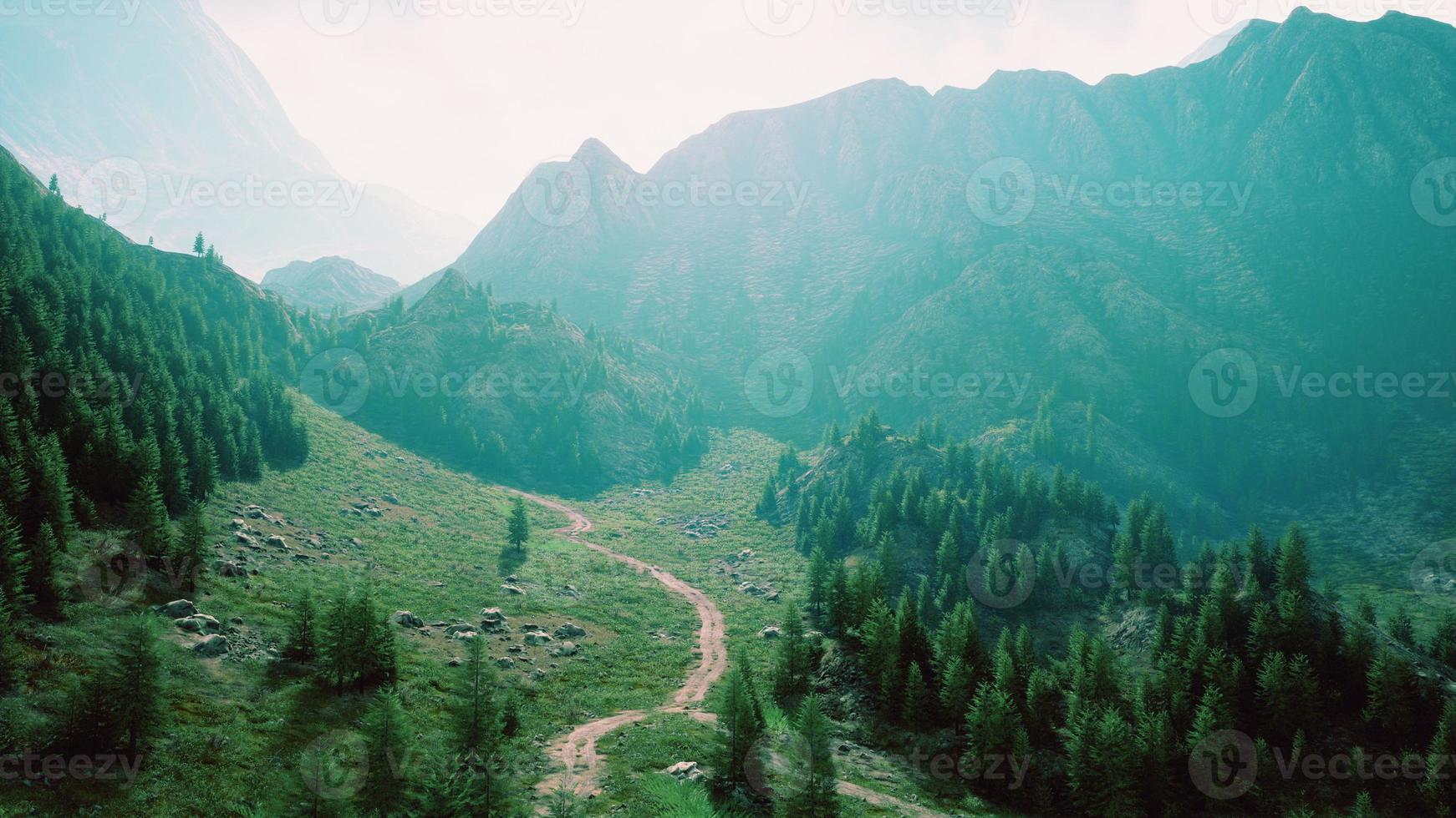 Aerial top view of summer green trees in forest in Swiss Alps photo