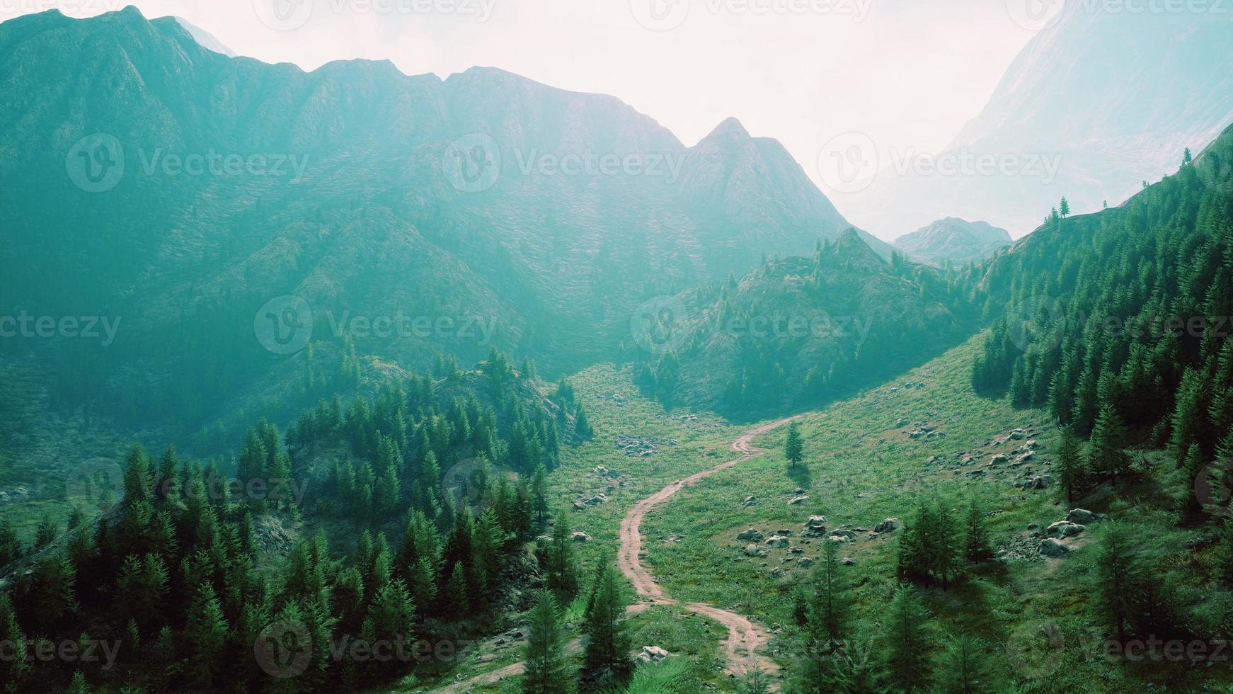 Bird's eye view of road running through beautiful green pine woods photo