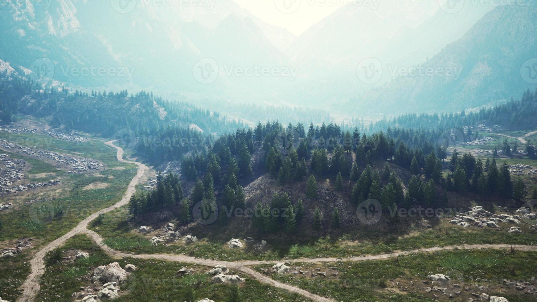 Aerial top view of summer green trees in forest in Swiss Alps photo