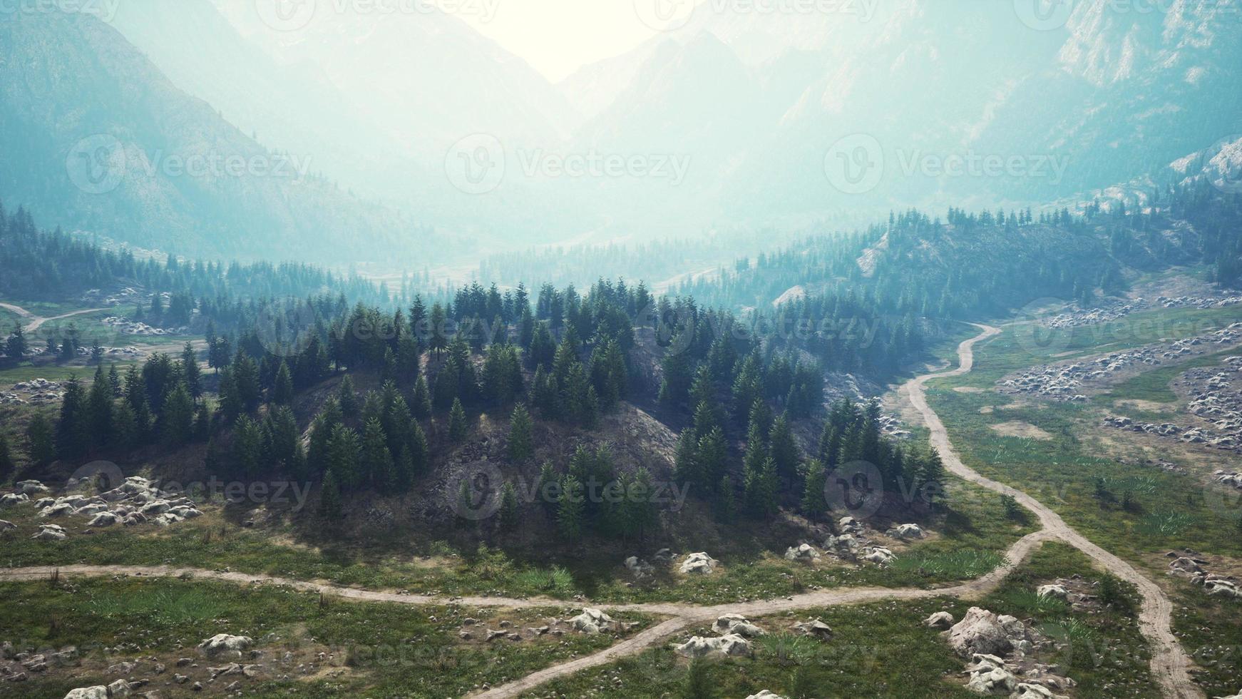 vista de pájaro de la carretera que atraviesa hermosos bosques de pinos verdes foto