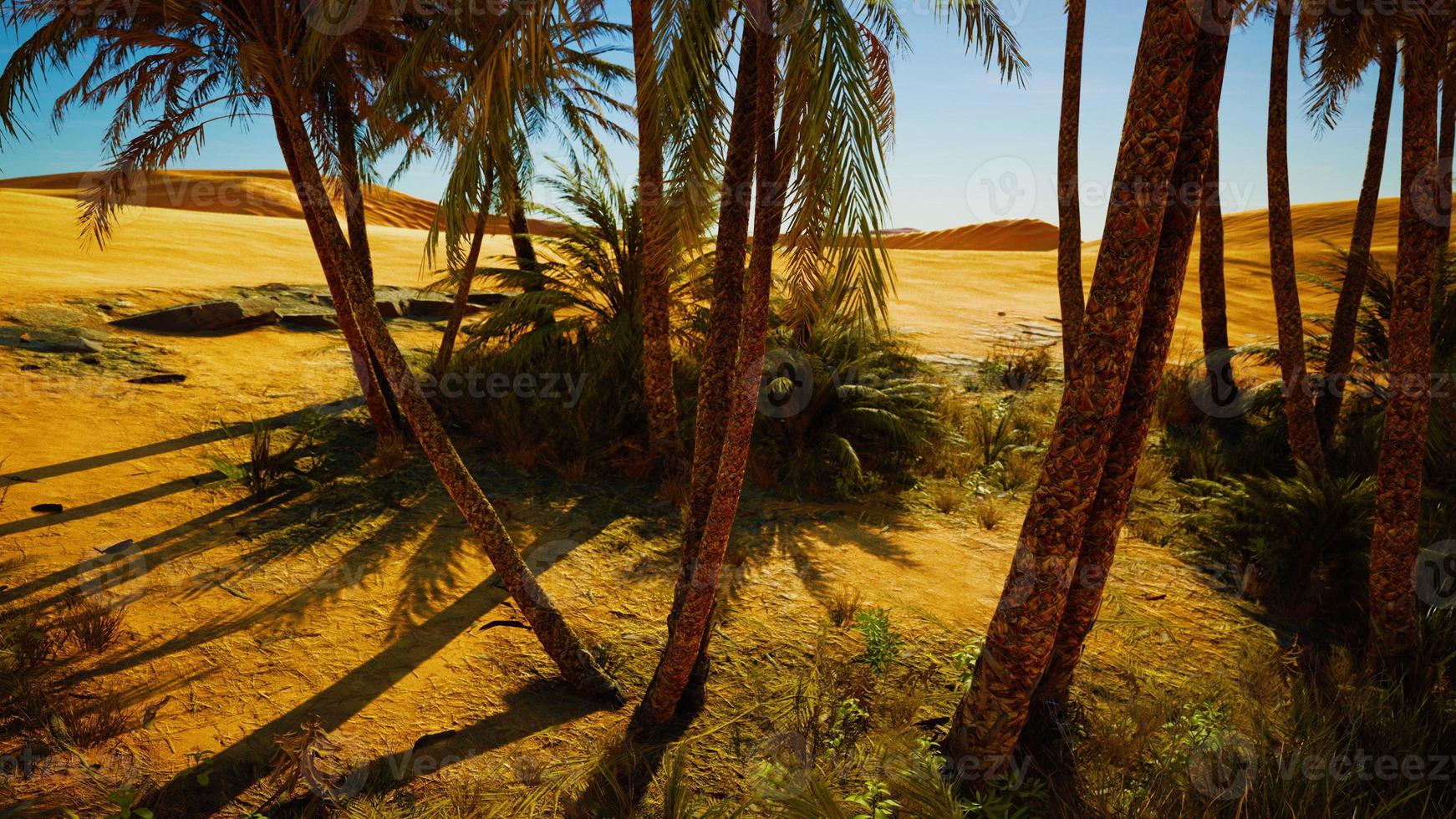 Palm trees of oasis in desert landscape photo