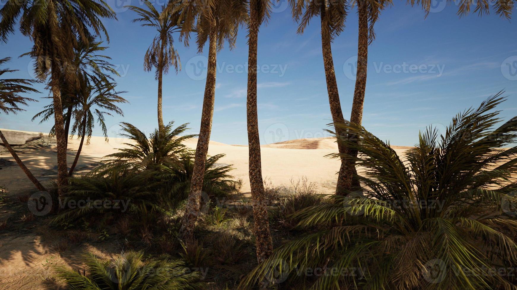Palm Trees in the Sahara Desert photo