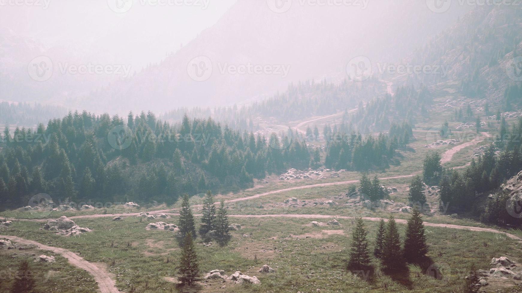Aerial view of green coniferous forest in the mountains photo