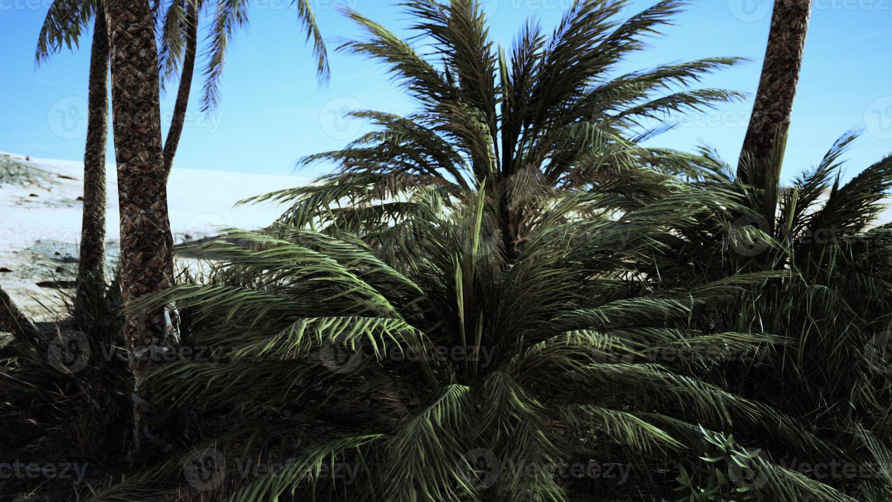 Palm trees of oasis in desert landscape photo