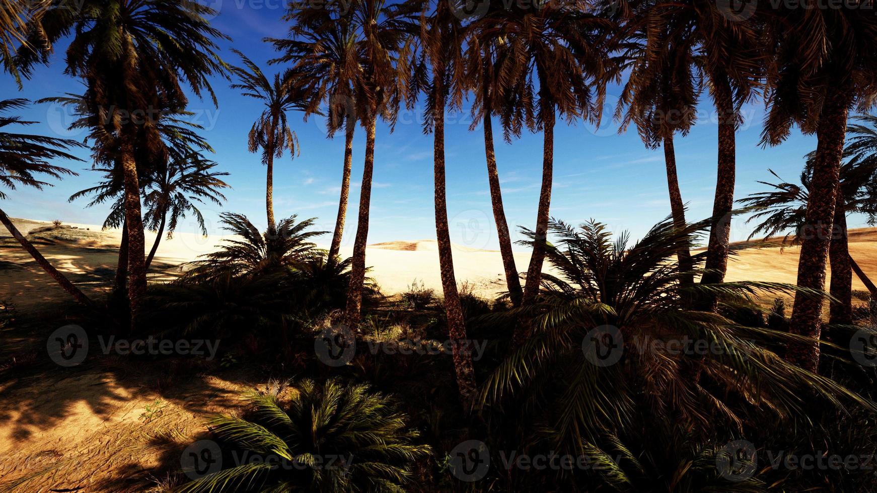 Palm trees of oasis in desert landscape photo