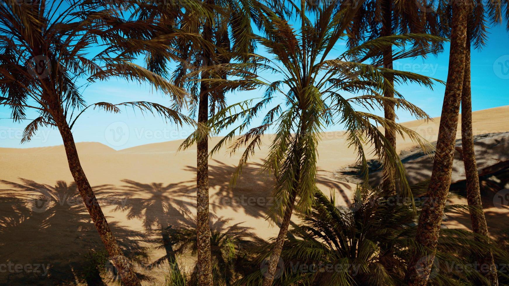 Palm trees of oasis in desert landscape photo