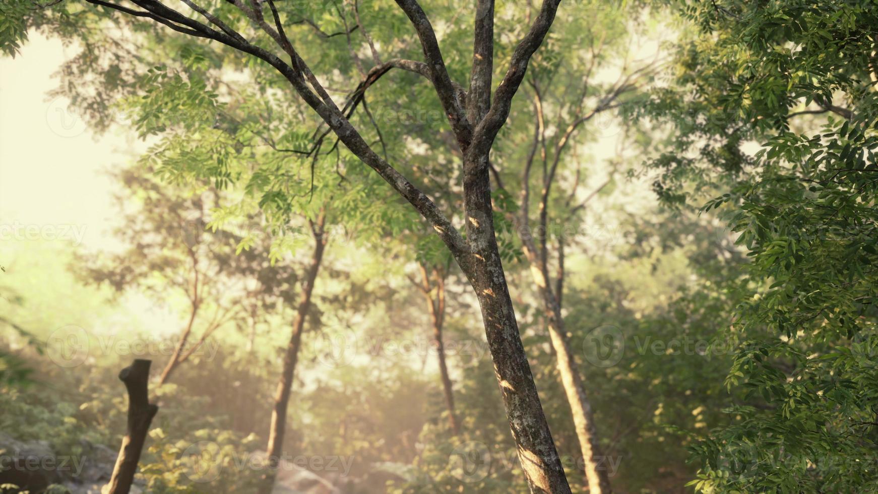 Late summer sunlight breaking through the trees photo