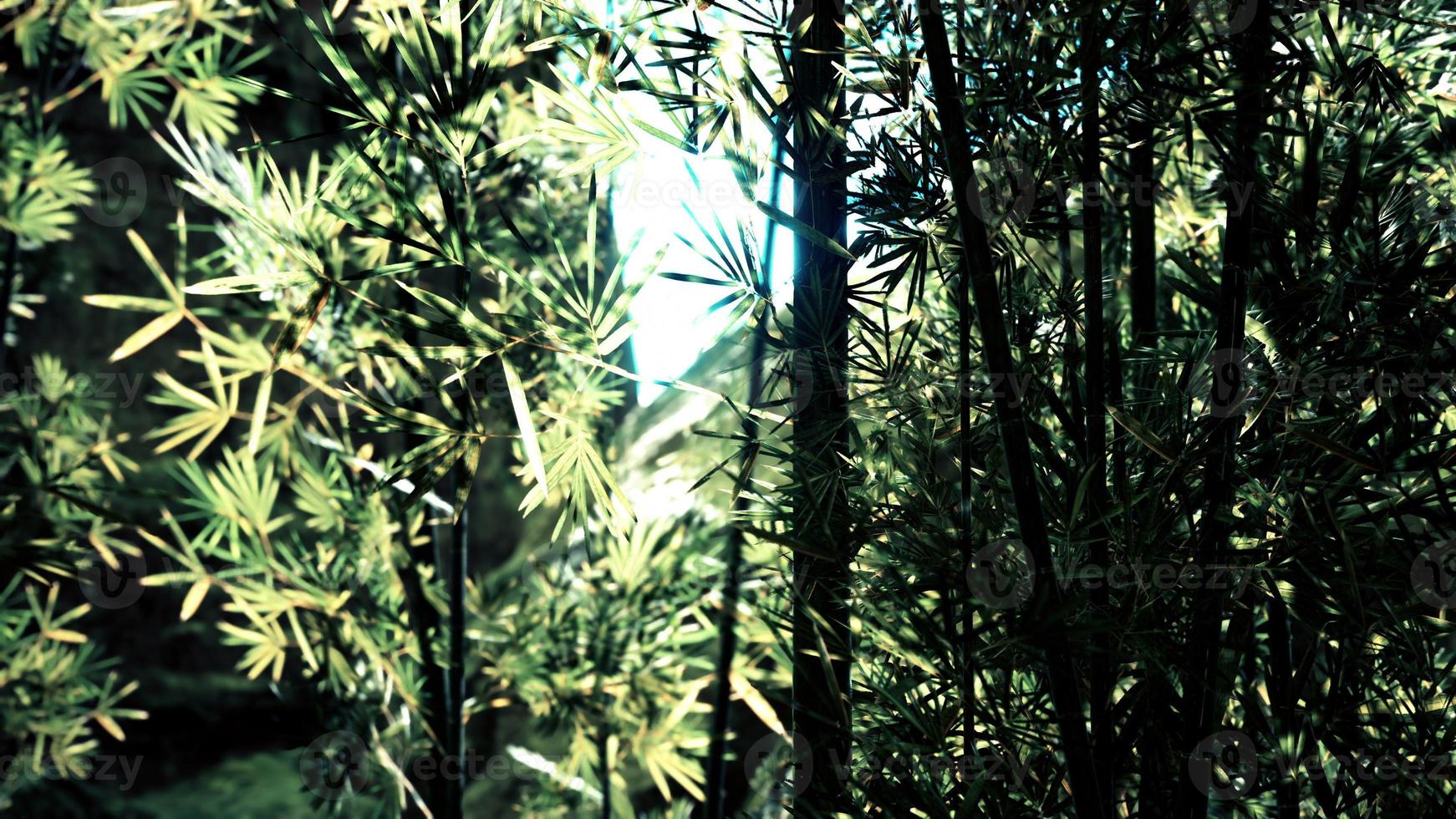 bosque de bambú en el sur de china foto